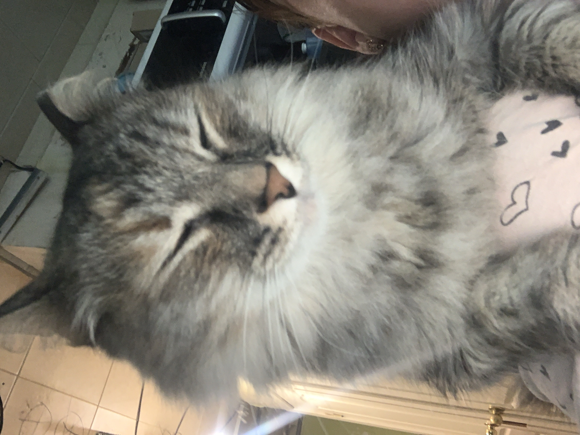 A grey and white long-haired cat sleeps on a pink and white surface patterned with hearts. The cat's eyes are closed and its nose is light brown. The cat is resting on someone's lap. The background includes a tiled floor, a window frame, and office equipment including a printer. The image was not taken in Izhevsk, Russia.