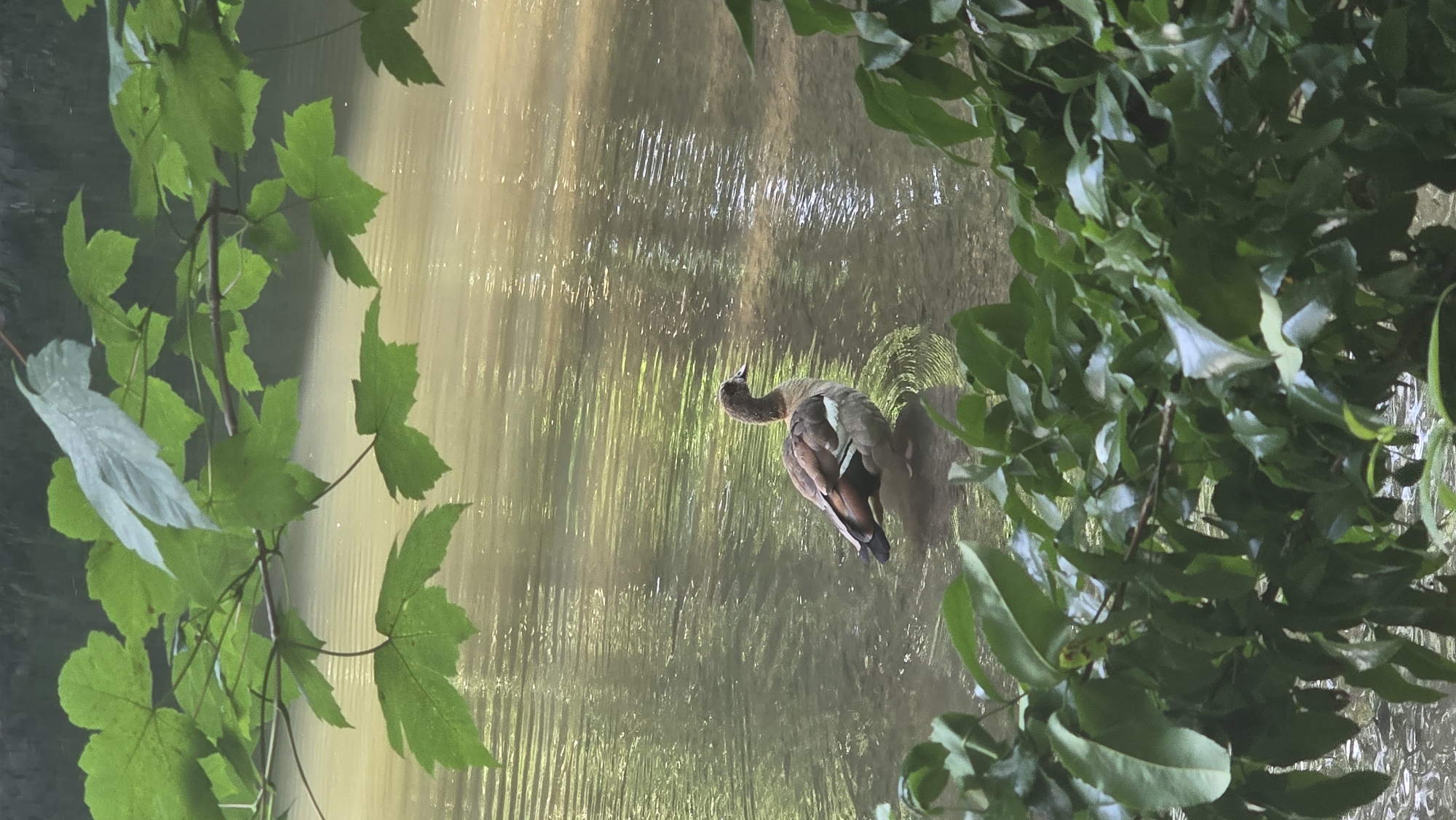The image displays an outdoor natural scene located in Unknown, Unknown. A single Egyptian Goose (Alopochen aegyptiaca) stands in shallow, yellowish-green water, facing towards the right of the frame. The bird exhibits brown plumage on its back and head, with lighter, greyish-white flanks and a distinctive iridescent green and black patch visible on its folded wing. Ripples are present on the water's surface, reflecting diffuse light. The upper third of the image is framed by out-of-focus, light green, lobed leaves from a tree branch, while the bottom section is similarly framed by out-of-focus, darker green, ovate leaves from dense vegetation. The ambient light appears diffuse, creating soft reflections on the water.
