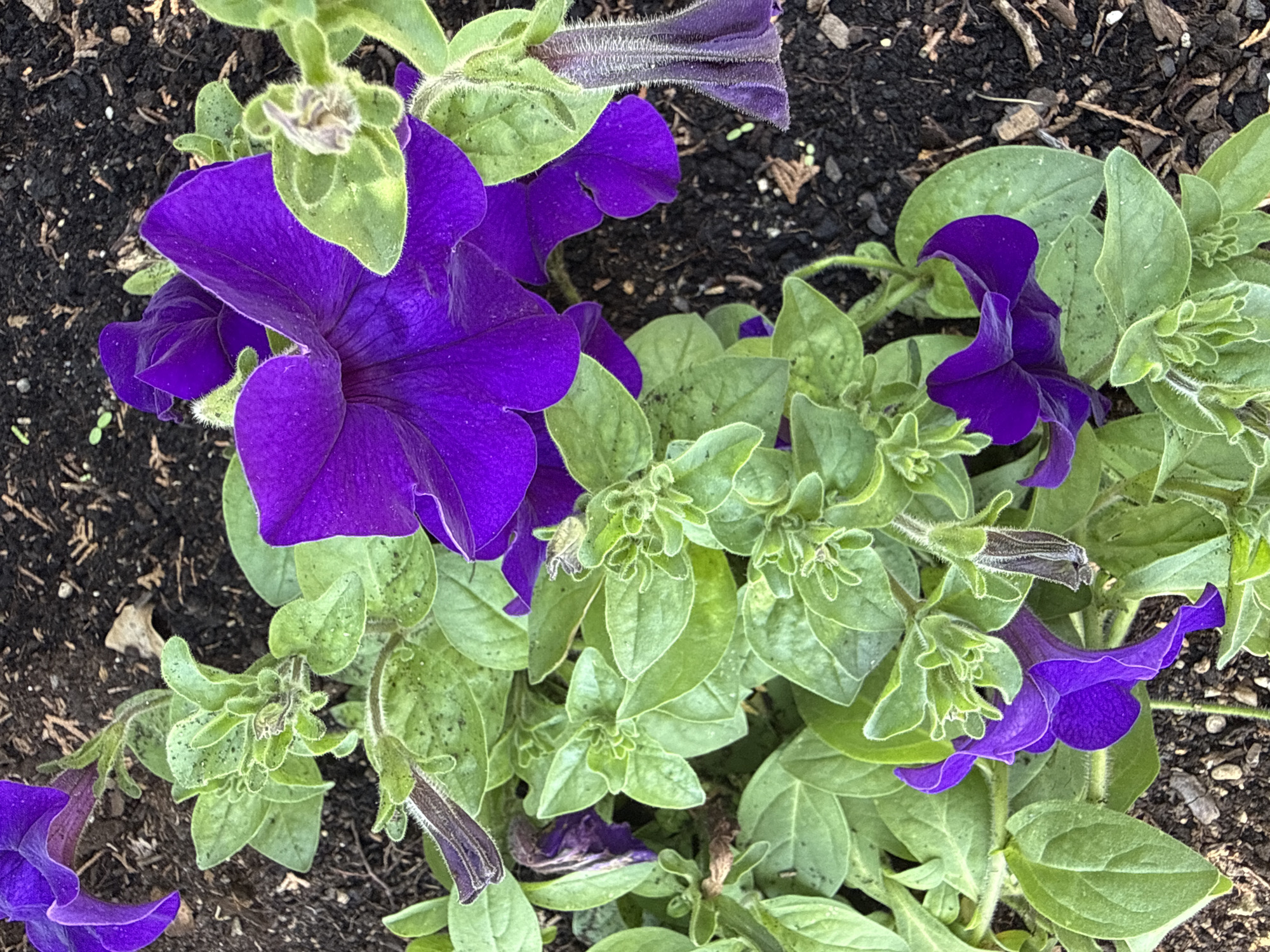 A close-up, high-angle shot shows a cluster of vibrant purple petunias growing in dark soil. The flowers are in various stages of bloom, with some fully open and others still in bud. Their velvety petals are a deep, rich purple, and the centers are a darker shade. The leaves are a lush green, with a slightly fuzzy texture. The soil is rich and dark, with small pieces of wood mulch scattered throughout. The image appears to be taken outdoors, likely in a garden or flower bed. There is no indication of the specific location within Cardona, Spain.