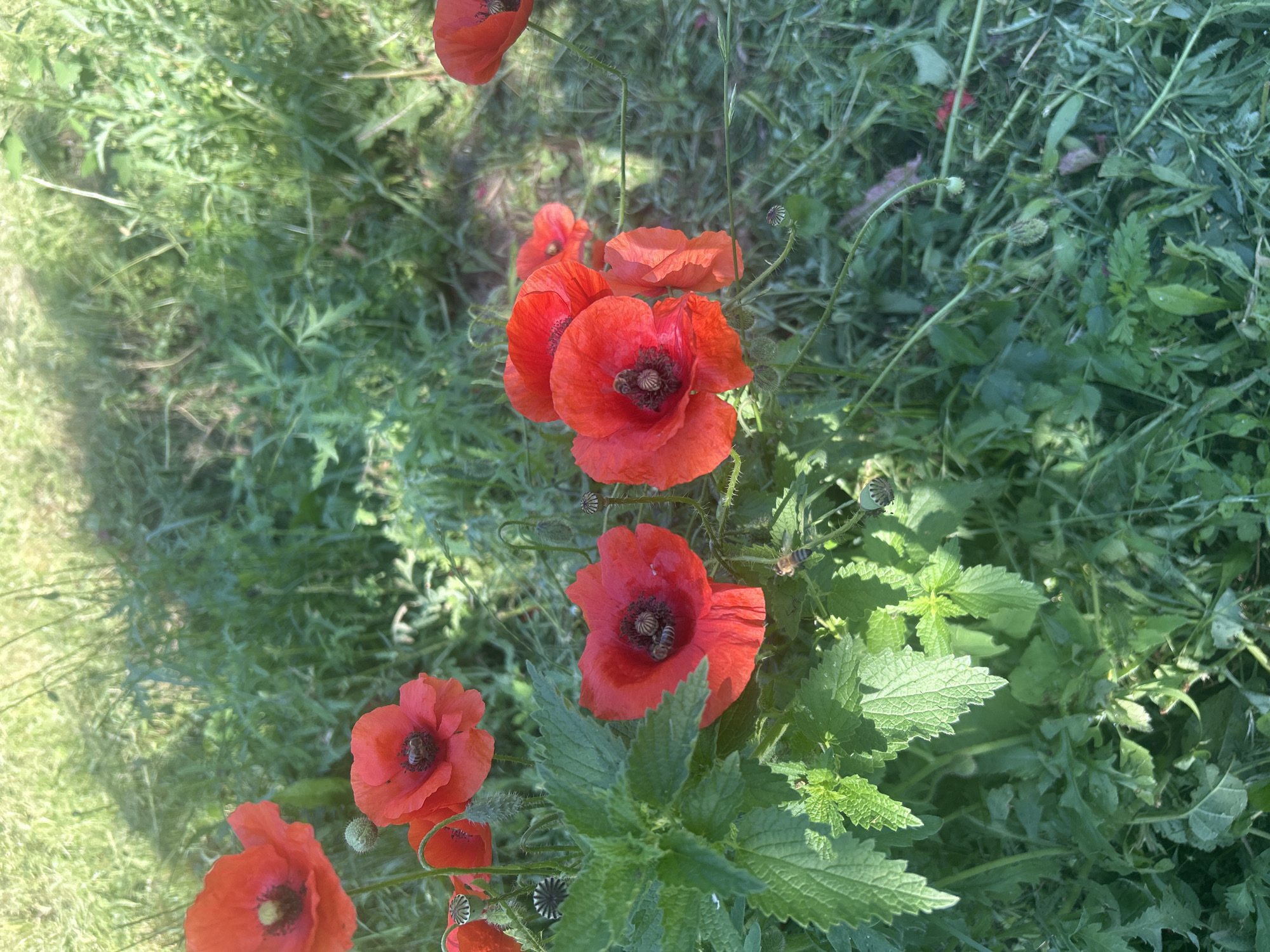 The image shows a cluster of red poppies in a grassy, sunlit area, possibly a meadow or roadside in Huta-Selytska, Ukraine. The poppies are in bloom, with their characteristic delicate petals and dark centers. Some of the flowers have bees visiting them. Surrounding the poppies is a dense growth of green foliage, including nettles and other wild plants. The background consists of more grass and some blurred green vegetation, suggesting an outdoor, natural environment. The lighting indicates it is daytime, with sunlight casting shadows on the ground.