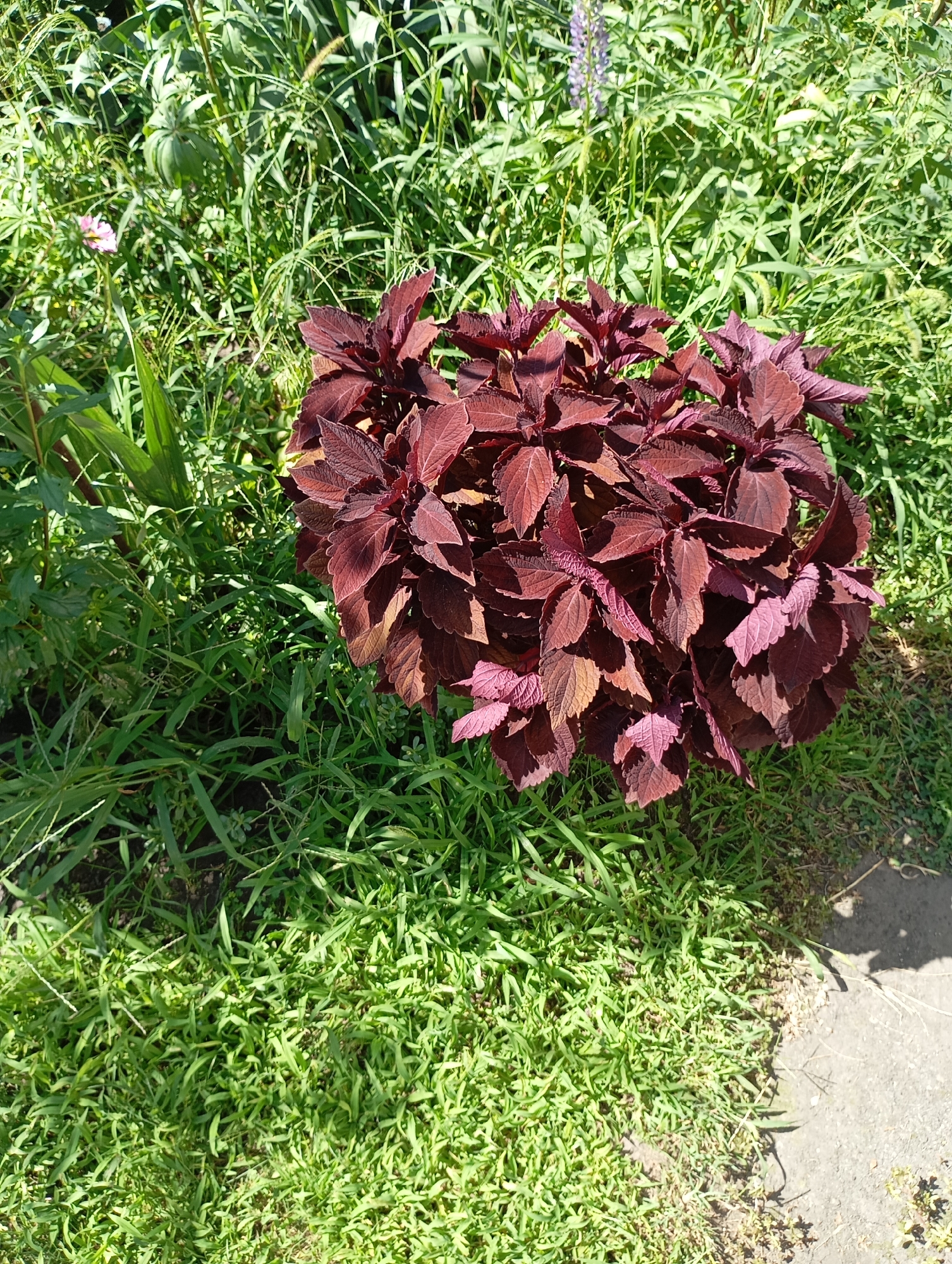 The image displays a close-up, eye-level view of a vibrant garden scene in Horishni Plavni, Ukraine. The primary focus is a bush of deeply colored, burgundy and purple coleus plants, their serrated leaves catching the sunlight and creating a rich tapestry of color. These plants are situated amidst a dense growth of lush green grass and other foliage, some of which appears to be wild or untamed. In the background, the greenery continues, with hints of taller plants and possibly a delicate pink flower visible to the left, suggesting a naturalistic setting. A portion of a light-colored, paved surface, likely a sidewalk or pathway, is visible on the right side of the frame, intersected by the grass. The lighting suggests a bright, sunny day, casting subtle shadows and highlighting the textures of the plants and the ground. There are no people or animals present in the image.