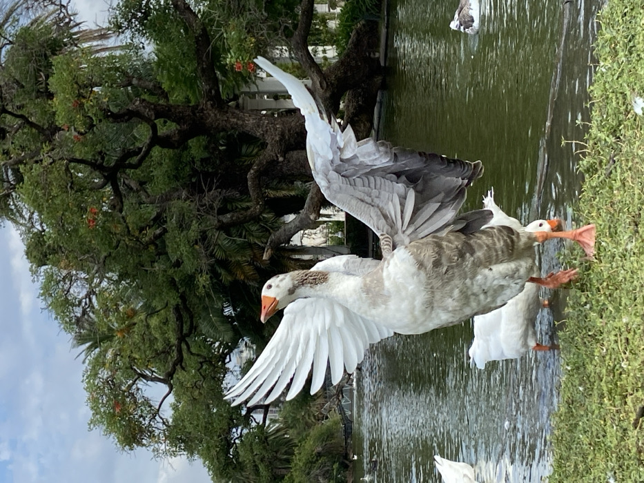 A close-up depicts several geese near a pond. One goose stands out, with its wings fully extended, displaying white feathers underneath and darker gray feathers on top. The goose’s orange beak is clearly visible. Other geese are partially seen, some standing near the water's edge on green grass. A large tree with green foliage dominates the background, contributing to a natural, park-like setting. The pond reflects the surrounding greenery and sky.