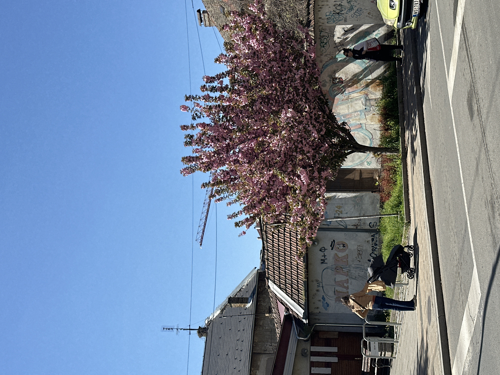 The scene is in Novi Sad, Serbia, featuring a vibrant cherry blossom tree in full bloom. A woman in a tan jacket and jeans stands next to a stroller parked on a sidewalk next to a street, in front of a building with graffiti and a closed door. A person stands by a yellow car with registration plate NS787YF. In the background, a red crane is visible. The sky is clear blue. An antenna is on the roof of the building. A bike rack is visible next to the woman and stroller.