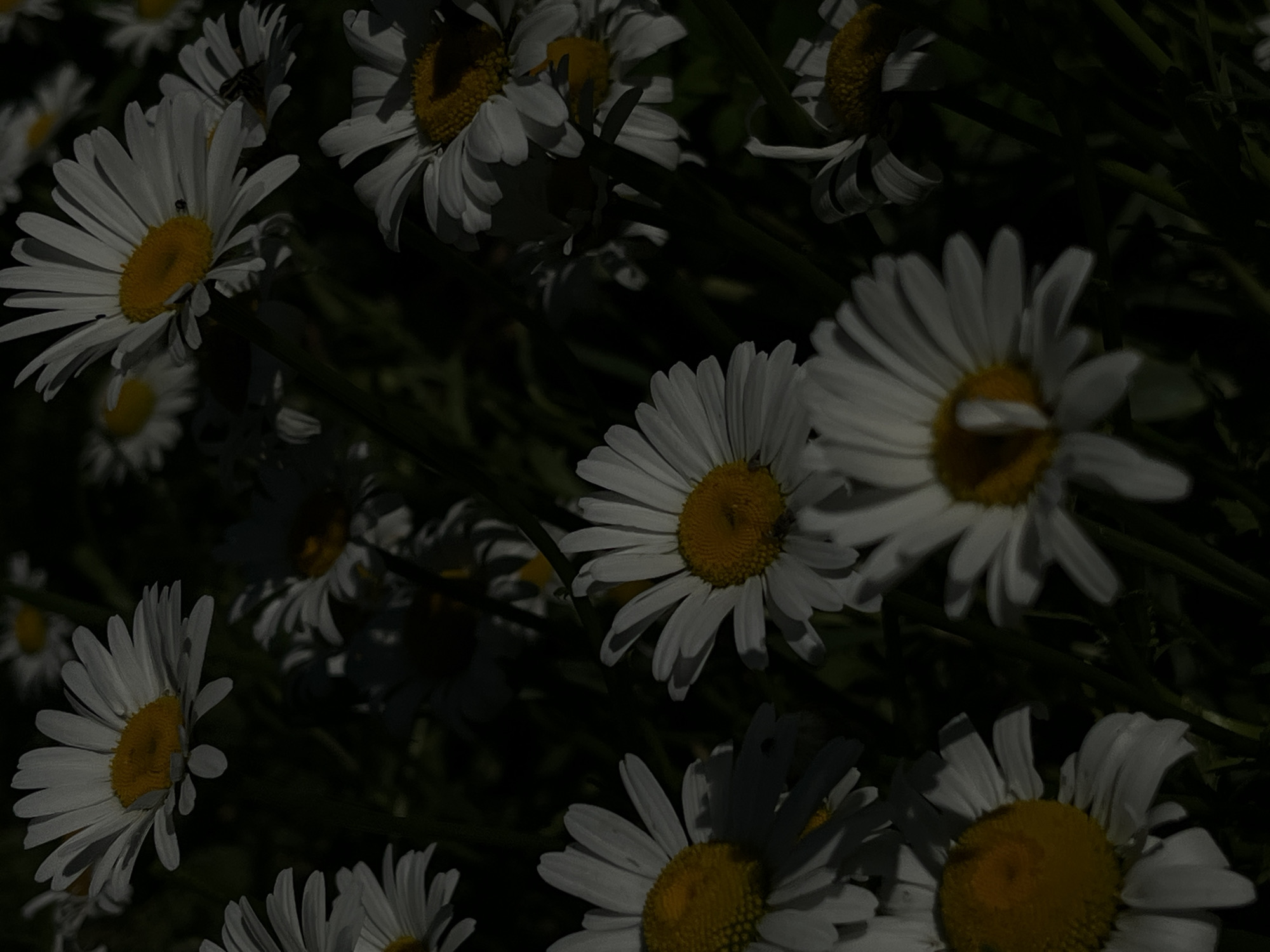 A close-up, vertical, low-angle shot shows a cluster of white daisies with yellow centers. The flowers are in varying stages of bloom, with some fully open and others partially closed. The background is dark and blurred, with hints of green foliage. The lighting is dramatic, with strong highlights and deep shadows, creating a moody and artistic effect. The image appears to be a photograph taken in a garden or field. There is no indication of the location being Novopokrovskaya, Russia, or any specific urban setting.