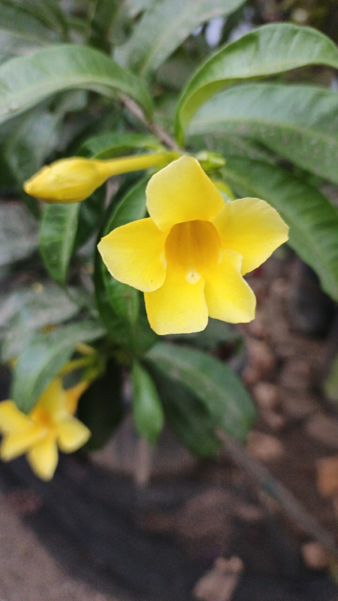 A close-up, vertical shot showcases a bright yellow allamanda flower in full bloom, its trumpet-shaped petals widely open. A yellow bud is visible to its left, partially obscured by leaves. The flower is set against a backdrop of lush green foliage. In the lower left corner, another out-of-focus yellow flower is visible. The background is a dark, mottled surface, possibly soil or a pot. The image was taken in Campurdarat, Indonesia.