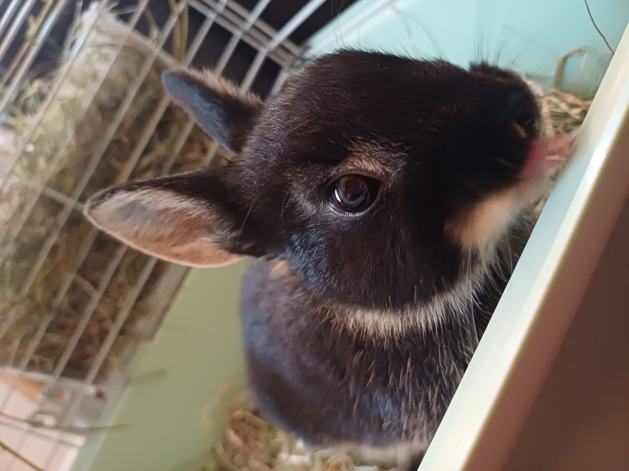 A close-up, indoor shot depicts a dark-furred rabbit with long whiskers inside what appears to be a wire cage. The rabbit is reaching toward a light green or off-white object with its tongue extended. Hay is visible within the cage. The rabbit has one ear cocked to the left. The location of this image is unknown, and there is no evidence to suggest it was taken in Varna, Bulgaria.