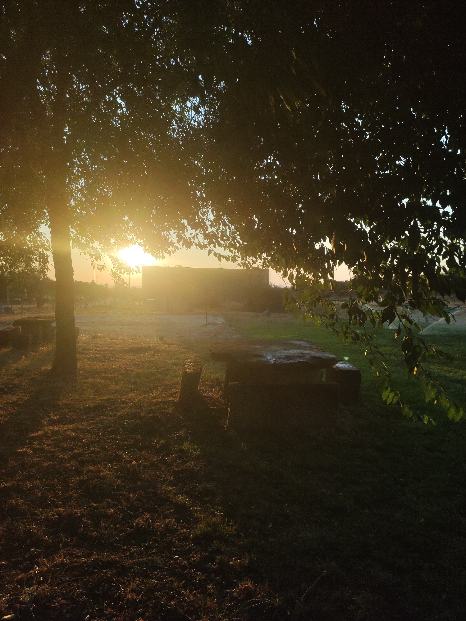 This is an outdoor photograph taken during sunset in Sobradillo, Spain. The sun is low on the horizon, casting a warm, golden light through the leaves of a large tree in the foreground. The tree's branches extend across the top of the image, creating a dappled effect with the sunlight. In the middle ground, there is a stone picnic table with accompanying benches, suggesting a park or recreational area. Beyond the table, a flat, open area with patchy grass and some scattered debris is visible. In the background, a dark, rectangular building stands, its details obscured by the sunset light. The overall impression is one of a quiet, natural setting bathed in the soft glow of twilight.