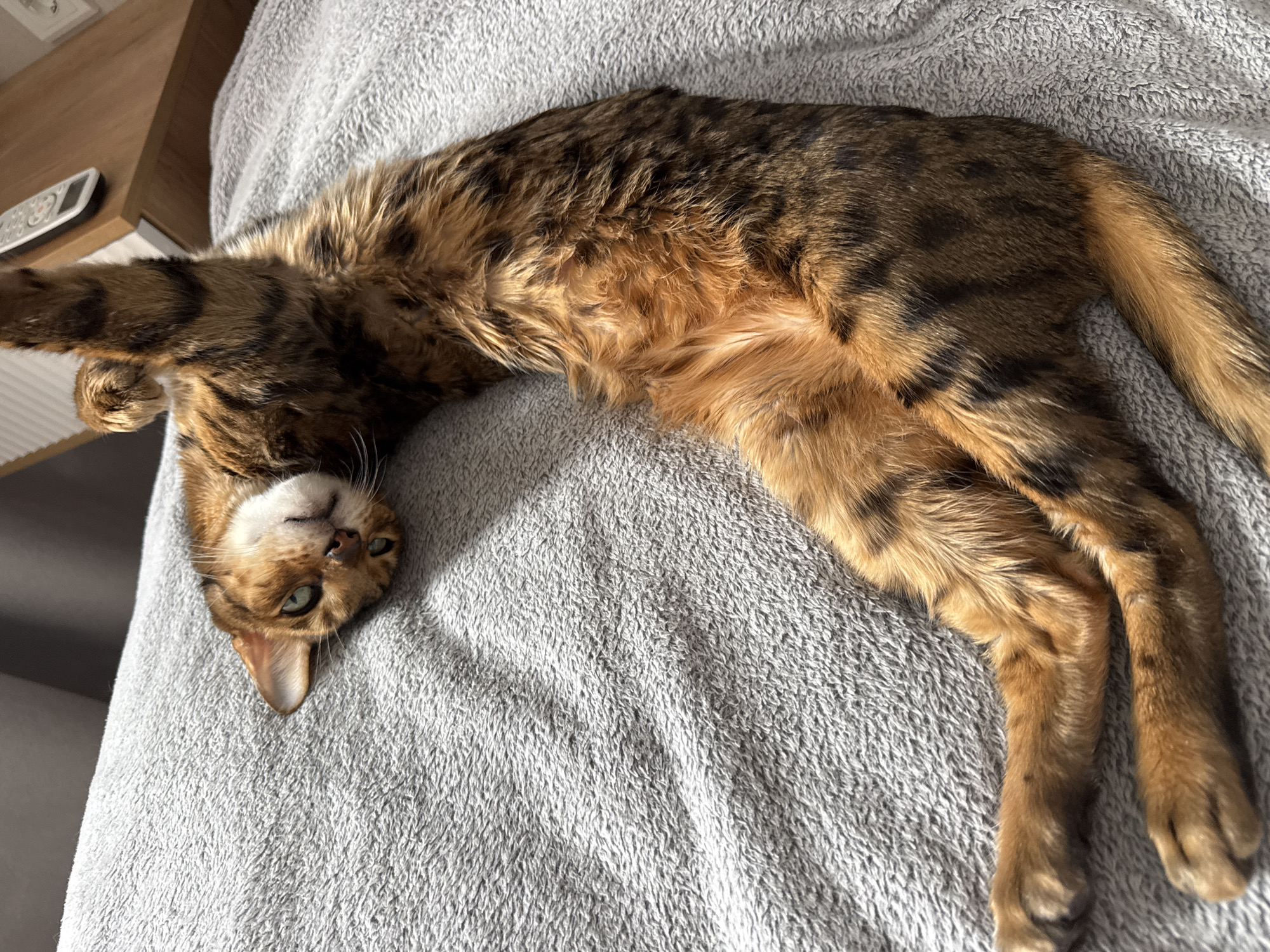 A Bengal cat is lying on its back on a textured gray blanket, its body curved. The cat has tan fur with black spots and stripes. Its paws are extended upwards. The cat's head is tilted to the side, and its green eyes are open. In the background, a wooden nightstand with a remote control is visible. The lighting suggests a sunlit room.
