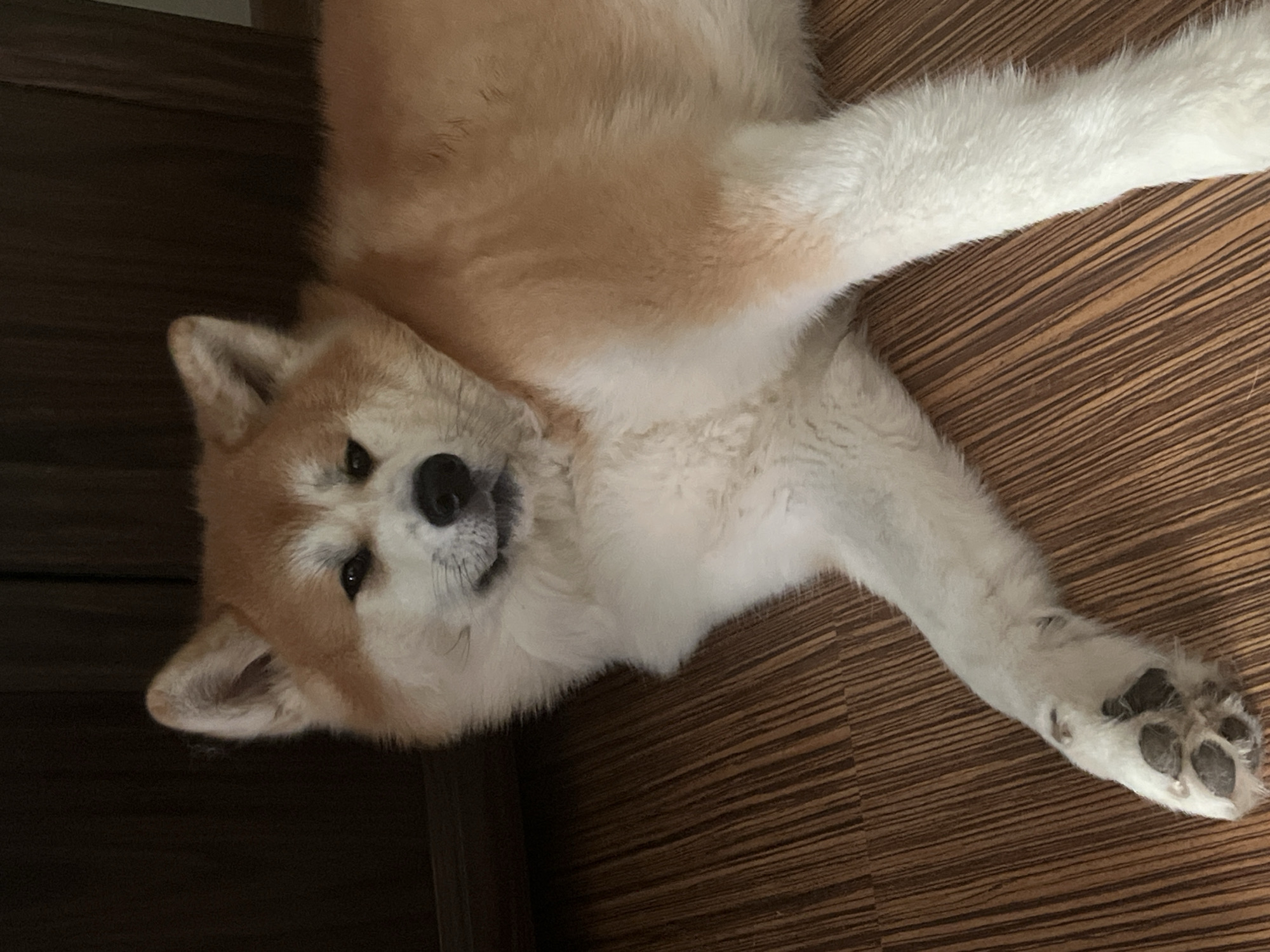 The image shows an Akita dog lying on a wooden floor. The dog is primarily white and reddish-brown, with dark eyes and a black nose. It is positioned diagonally across the frame, with its head facing towards the upper left corner. The background consists of a dark, textured surface, possibly a wooden cabinet or wall. The lighting is dim, creating shadows on the floor and background. There is no indication of the city of Minsk, Belarus, in the image.
