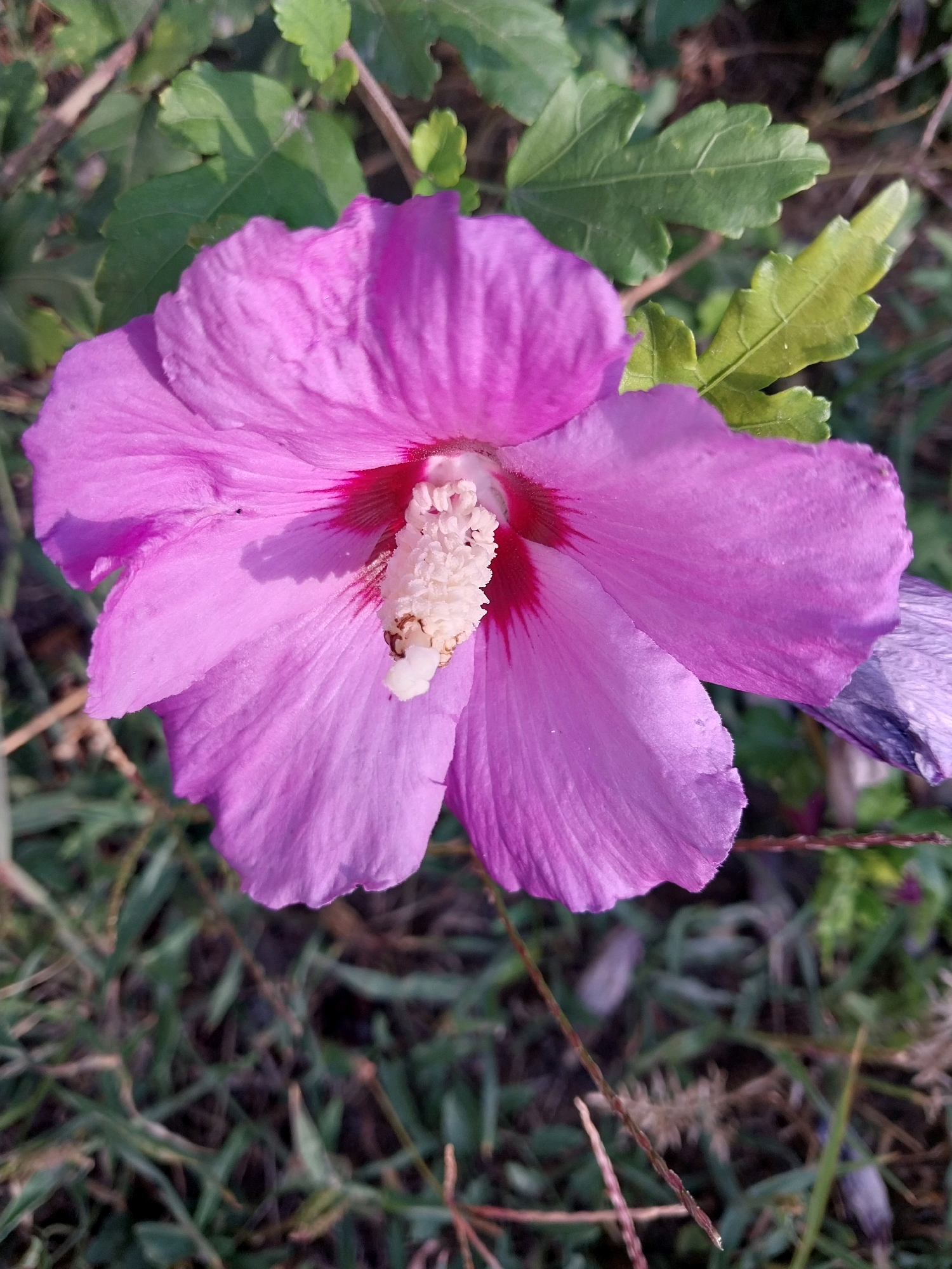 An extreme close-up shot focuses on a vibrant pink hibiscus flower, its petals unfurling in the sunlight against a backdrop of green leaves and dry grass. The flower’s stamen, a fluffy white structure, stands prominently at its center, tinged with red at its base. A hint of a wilting purple petal is visible on the right edge of the frame. The scene appears to be outdoors, likely in a garden or natural setting within the village of Doslidne, Ukraine.