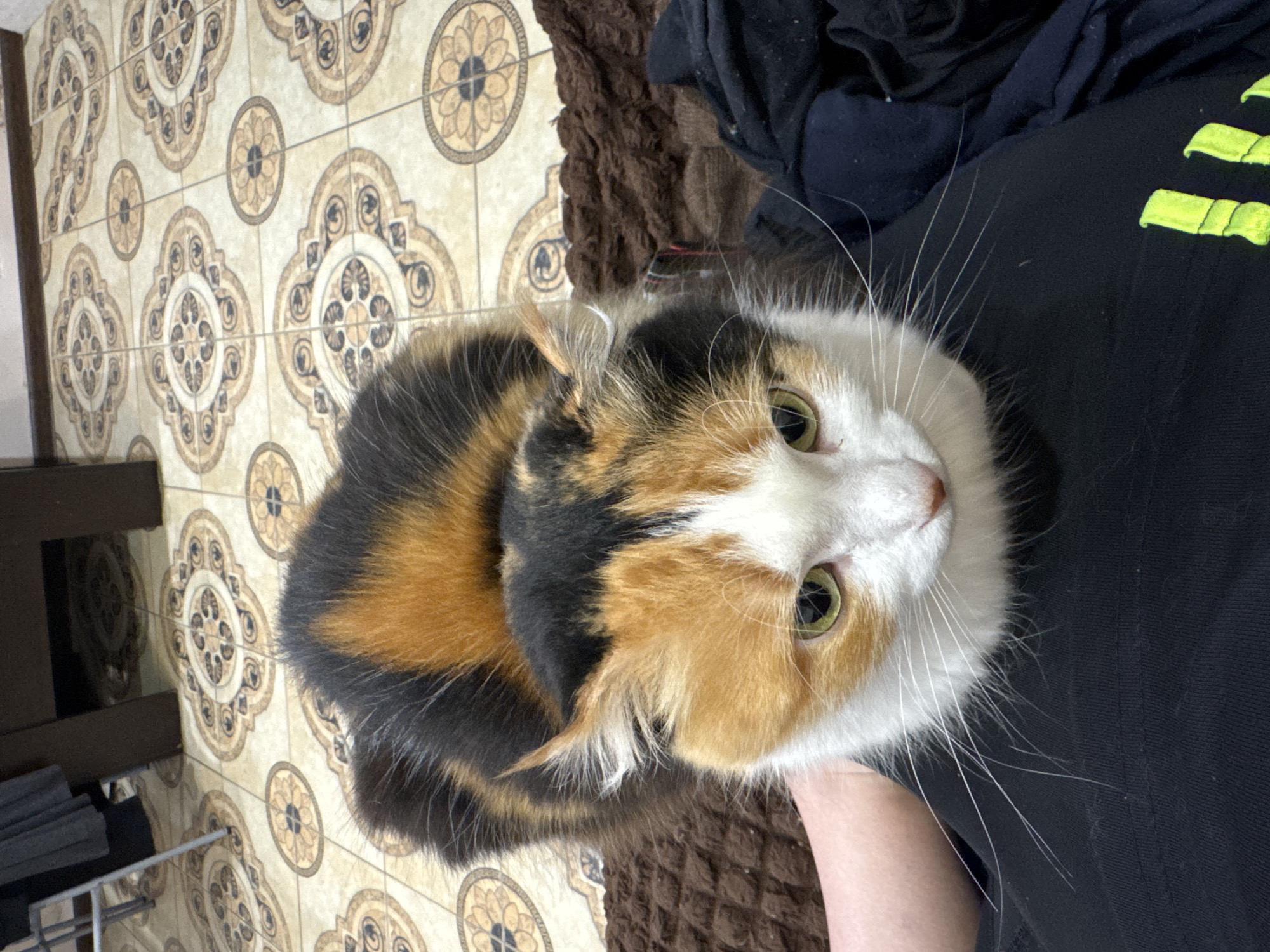 A calico cat looks up at the camera, nestled on a person's lap. The background consists of tiled flooring with a decorative pattern, brown fabric, and a piece of black clothing with green stripes. The location is not discernible from the image.