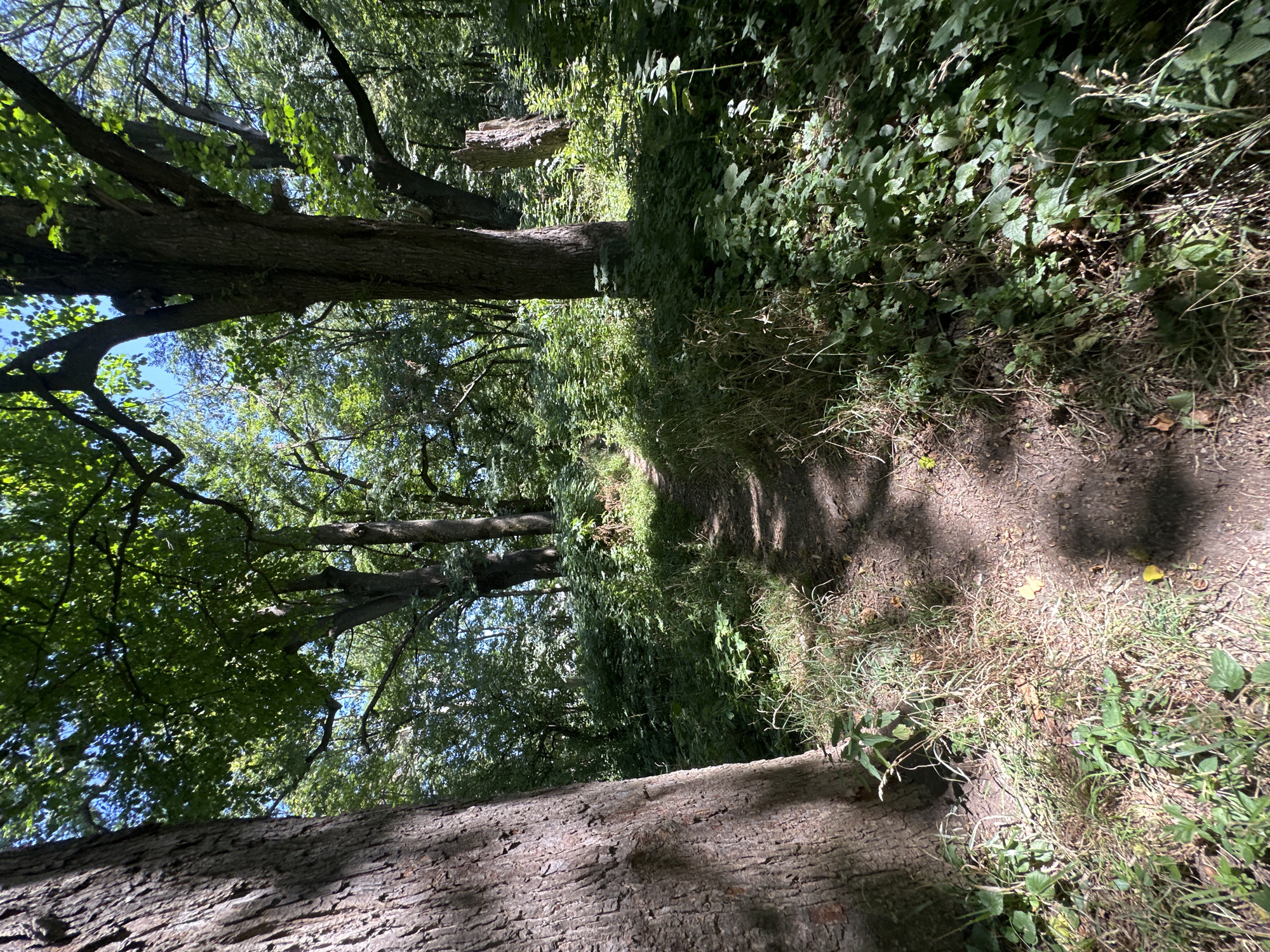 This is a ground-level, eye-level, outdoor, daytime, eye-level, full-shot photograph taken in the city of Makiv, Ukraine. The scene captures a dirt path winding through a dense forest on a sunny day. Sunlight filters through the lush green canopy of mature trees, casting dappled shadows on the path and surrounding undergrowth. The path, slightly elevated, is bordered by a variety of green foliage, including grasses and leafy plants, with some dry leaves scattered on the ground. On the left side of the path, a large tree trunk with rough bark is prominent, its shadow falling across the lower left portion of the image. Further into the forest, more trees with substantial trunks and branches are visible, contributing to the sense of depth and enclosure. The overall impression is one of a natural, tranquil woodland setting.