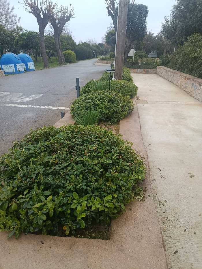 The image depicts an outdoor roadside scene within the Gytheio Municipal Unit, Greece, under an overcast sky. In the foreground, a manicured row of dense, dark green bushes with small, glossy leaves borders a concrete curb, separating it from a lighter concrete pathway on the right. Small fragments of recently trimmed foliage are scattered on the adjacent concrete path. To the left of the bushes, an asphalt road curves gently to the left and recedes into the background. A white painted line is visible on the asphalt. Two large, blue, bottle-shaped recycling bins, marked with white Greek text "ΣΥΣΚΕΥΑΣΙΩΝ" (packaging) and "ΓΥΑΛΙΝΩΝ" (glass), featuring bottle graphics, are positioned on the grassy verge to the left of the road. A tall, dark brown wooden utility pole stands upright on the right side of the road, behind the bush line. Adjacent to the concrete path on the far right, a low stone wall constructed from irregular brown and grey stones extends into the distance. The background features a landscape of various trees, including some with bare branches and others appearing to be orange trees with visible fruit, under a cloudy sky. No individuals, animals, or active vehicles are present in the scene.