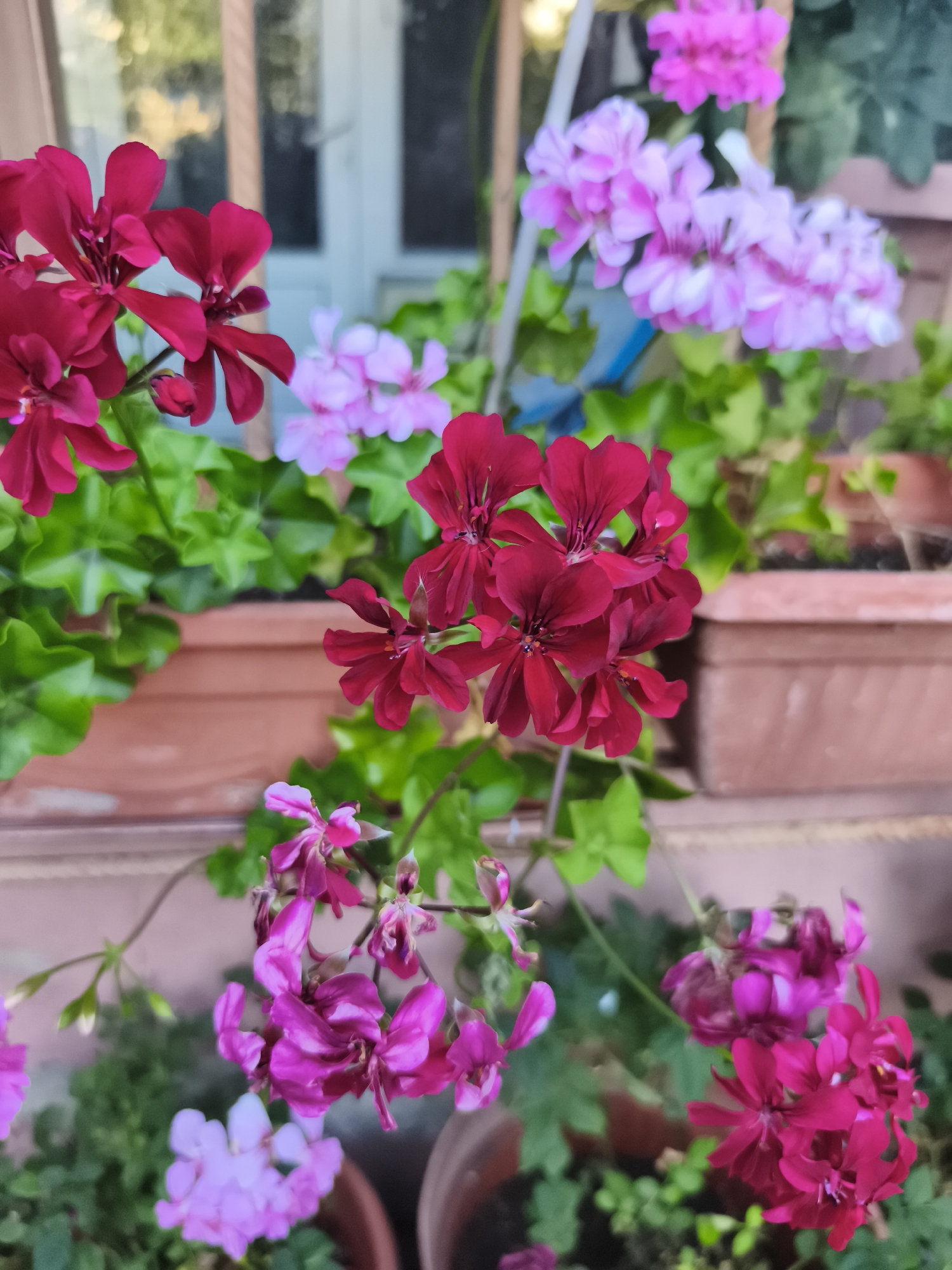 A close-up, eye-level shot showcases a vibrant display of flowering geraniums in shades of deep red, bright pink, and soft lilac. The flowers are arranged in terracotta pots, suggesting an outdoor setting, possibly a balcony or garden. The background, slightly out of focus, reveals hints of a building with windows and greenery, indicating an urban environment. The overall impression is one of abundant natural beauty amidst a domestic landscape. The scene is likely located in Marinka, Bulgaria, given the context provided. There are no people or discernible actions captured in the image.