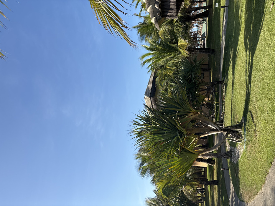 This image displays an outdoor tropical environment located in Caucaia, Brazil. The upper third of the frame features a clear, light blue sky with minimal atmospheric haze. The foreground consists of a well-maintained green lawn. Centrally positioned in the mid-foreground is a multi-stemmed tropical plant with elongated, sword-shaped green leaves, its base surrounded by white pebbles. Numerous palm trees, including both tall and shorter varieties, are distributed across the midground and background, characterized by their green fronds. Strong, direct sunlight illuminates the scene, casting distinct, dark shadows on the grass, indicating a light source from the upper right.
In the midground, behind the prominent vegetation, a building with light-colored walls and a brown-edged, possibly tiled or thatched roof is visible. A section of a dark-roofed, thatched structure is partially visible on the far right. A light gray, winding paved pathway traverses the lower left portion of the frame. In the distant background, near an elevated light-colored platform, two small, undifferentiated human figures are observed, appearing to walk. No specific interactions or detailed actions are discernible among these distant figures.
