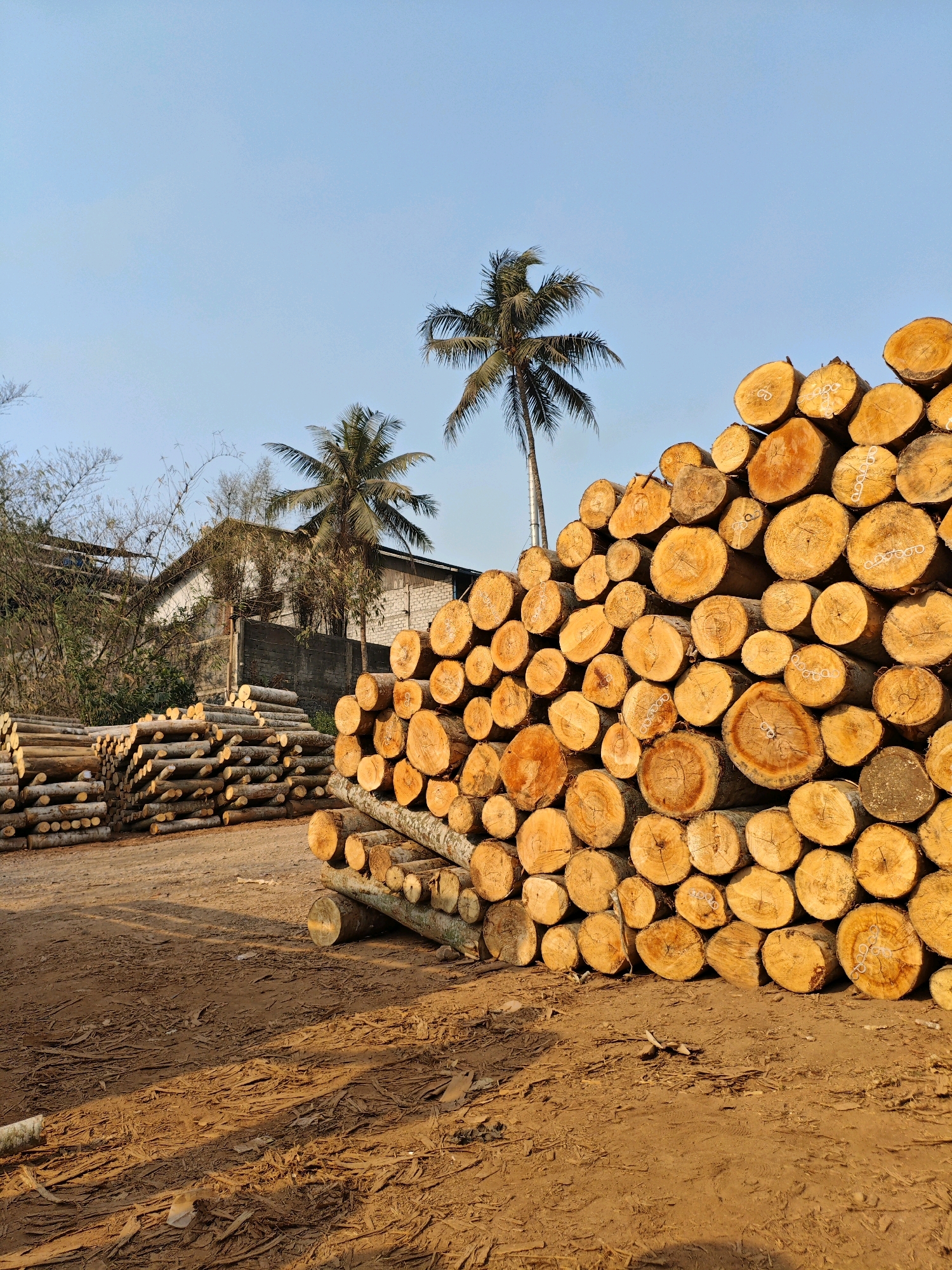 In Penundan, Indonesia, a logging yard displays a substantial collection of cut timber. The foreground is dominated by a massive pile of freshly cut logs, their cross-sections revealing warm, golden-brown hues. These logs are stacked high, forming a textured wall against the clear blue sky. To the left, a smaller, more orderly stack of longer, thinner logs lies parallel to the ground, suggesting a different stage of processing or a different type of wood. In the background, palm trees with their distinctive fronds sway gently, characteristic of the Indonesian landscape. Behind the trees, a building with a light-colored facade and what appears to be a corrugated metal roof stands, hinting at the operational hub of this timber processing site. The ground is a mixture of dry earth and scattered debris, indicative of a working outdoor environment. The scene is bathed in warm, natural light, suggesting it was captured during the daytime, likely in the late afternoon given the long shadows cast by the logs.