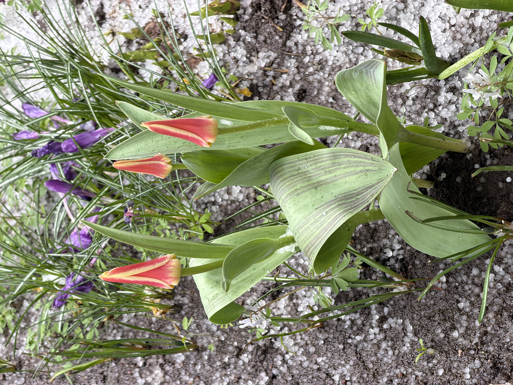 A close-up, ground-level view shows a cluster of tulips and crocuses on a surface covered with small, icy pellets resembling hail. The tulips are in bud, with a red and yellow coloration at the tips. Their leaves are green, with some displaying striped patterns. Nearby, purple crocuses are visible amidst the greenery. The background surface is a mixture of soil and the icy pellets, suggesting a recent hailstorm. The scene is located outdoors in what appears to be a garden or natural setting. There are no people visible in the image. The specific location within Svkh Voronezhskiy, Russia cannot be determined from the visual information alone.
