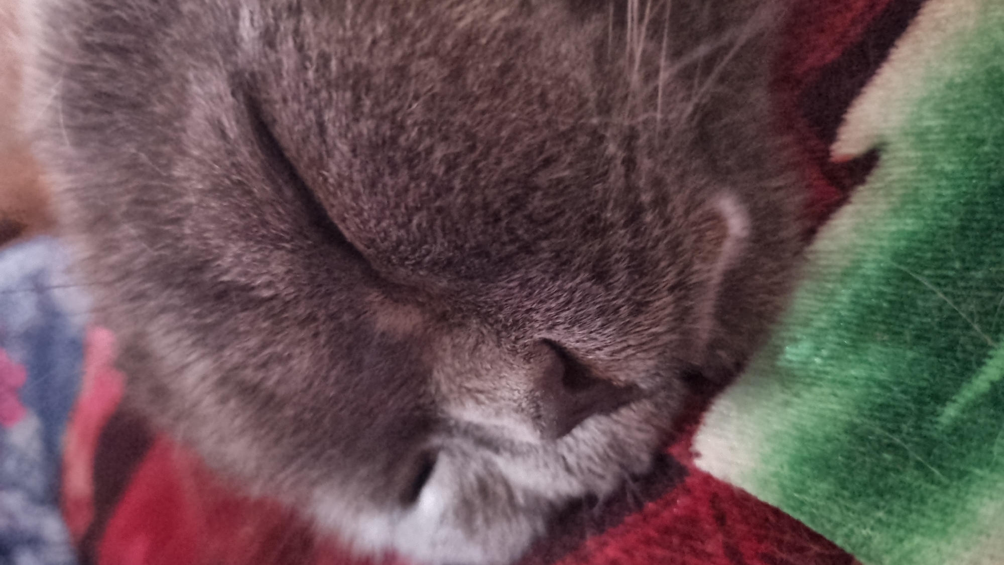 A close-up, eye-level shot captures a grey cat sleeping soundly on a red and green patterned blanket. The cat's eyes are closed, its nose is visible and appears wet. The blanket has a soft texture, with a red, black, and pink pattern in the upper portion and a green and white pattern in the lower portion. The lighting suggests an indoor setting. The location of this scene is in Vysokoe, Russia.