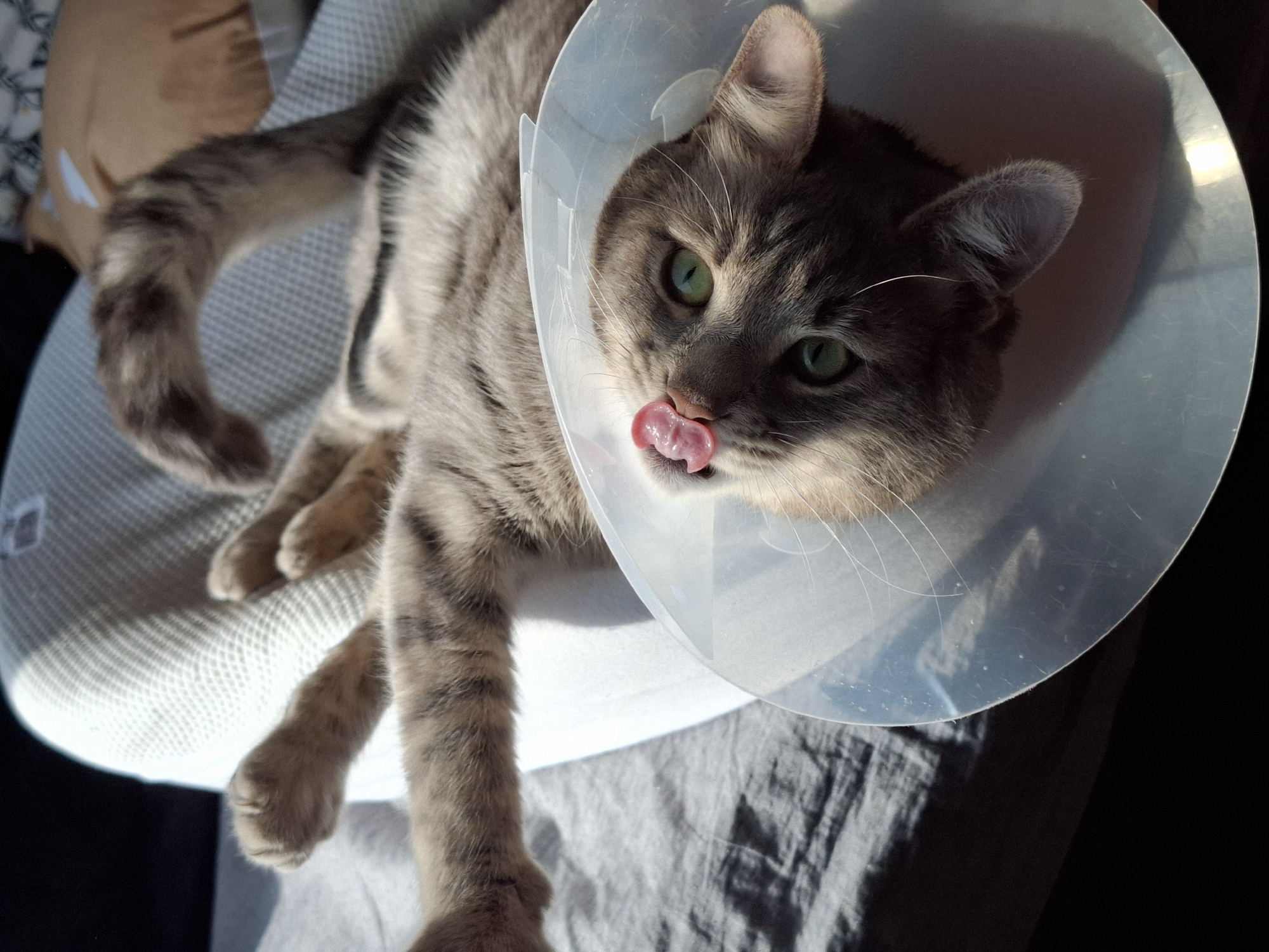 A gray tabby cat with green eyes lies on a light gray bed, with part of its tail resting on a light gray pet bed. The cat wears a clear plastic Elizabethan collar. The cat is sticking out its tongue. A brown pillow with a white pattern is visible in the upper left. The background consists of a dark gray surface. The photo was most likely taken in an indoor setting. The exact location in Novi Sad, Serbia cannot be determined from the image.