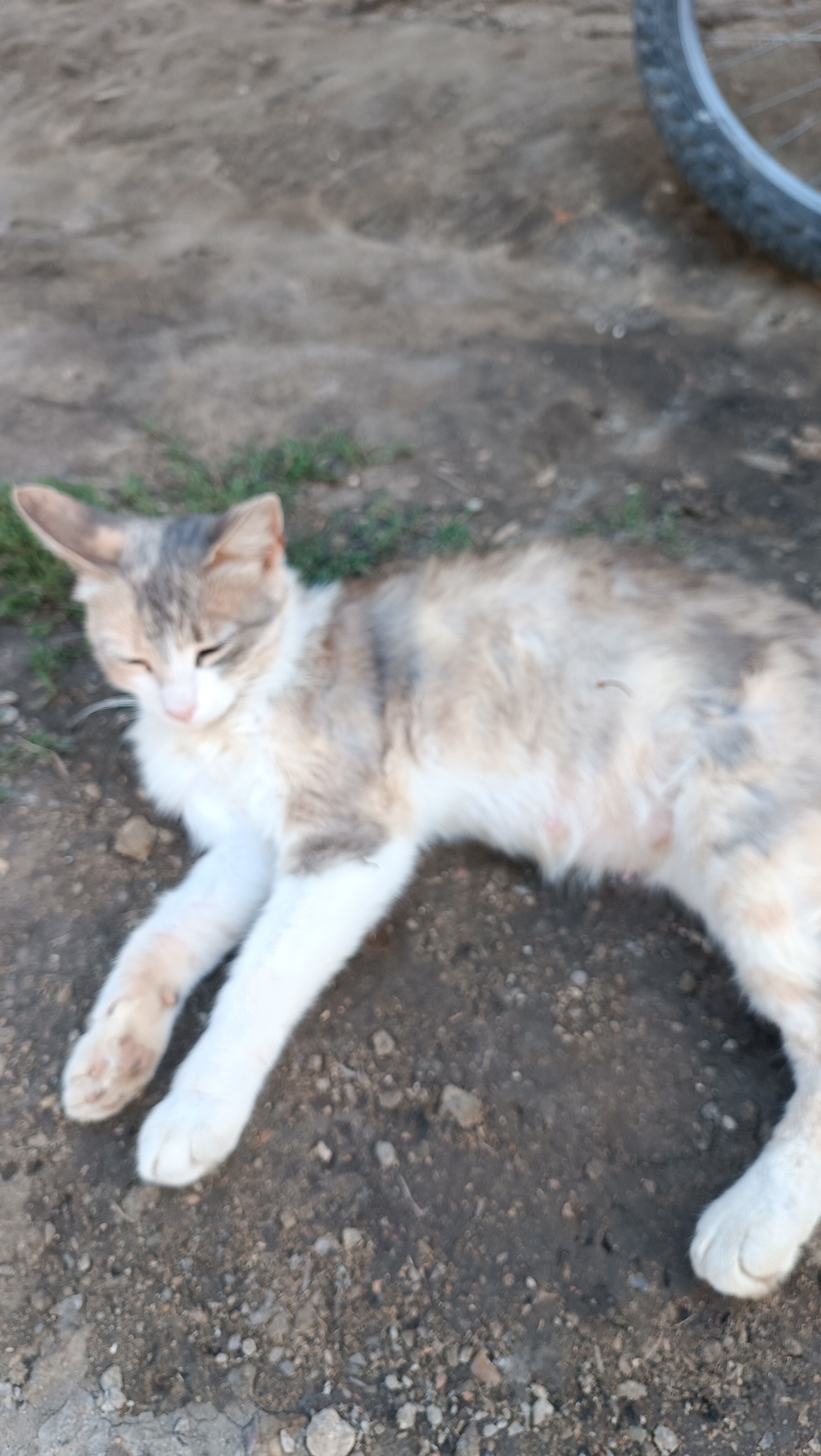 A calico cat is lying on the ground in what appears to be a rural area. The cat's fur is a mix of white, grey, and tan. Its eyes are partially closed. The ground is covered with dirt, pebbles, and some patches of grass. In the background, a bicycle wheel is visible. The image was taken in Leușeni, Moldova.