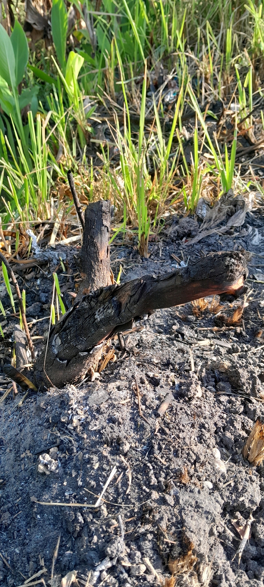 The image shows a close-up of burnt wood and ash on the ground, with green grass growing around it. The scene appears to be outdoors, possibly in a natural or undeveloped area. There are no people visible in the image. The ground is covered in dark grey ash and small pieces of debris. A thick, charred branch lies horizontally in the foreground, with a vertical burnt stump to its left. The grass in the background is vibrant green and appears to be growing through the ash. The lighting suggests it is daytime, with sunlight illuminating the scene. The location is identified as Rejosari, Indonesia.