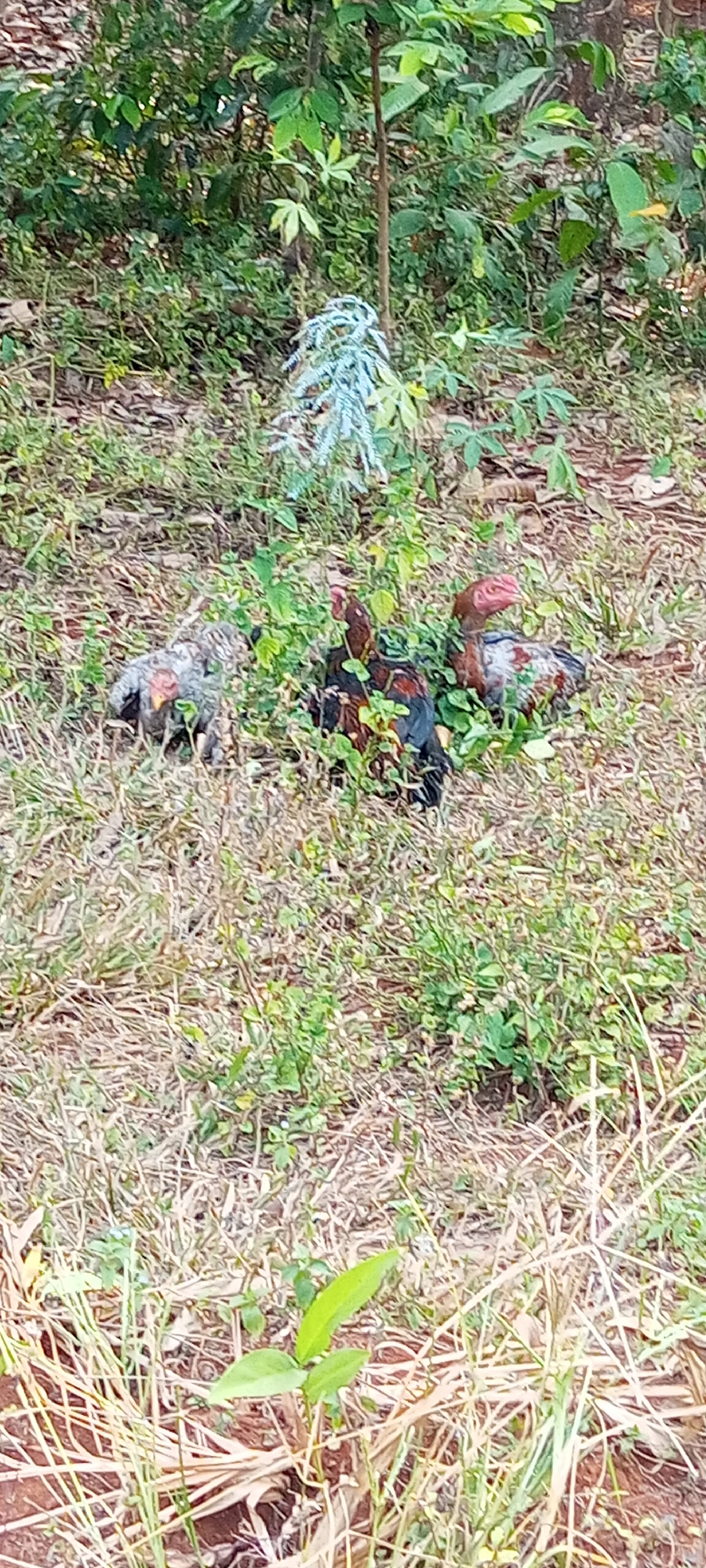 In a grassy area with dry leaves and scattered green foliage, three chickens are visible. The chicken on the left is grey and white with a red patch around its eye. In the center, a dark brown and red chicken is partially obscured by green leaves. To the right, another chicken with brown, white, and red plumage is also visible among the foliage, its head tilted back. In the background, a slender tree trunk rises amidst dense green leaves. The scene appears to be outdoors in a natural, uncultivated environment, likely in Taman Rahayu, Indonesia.