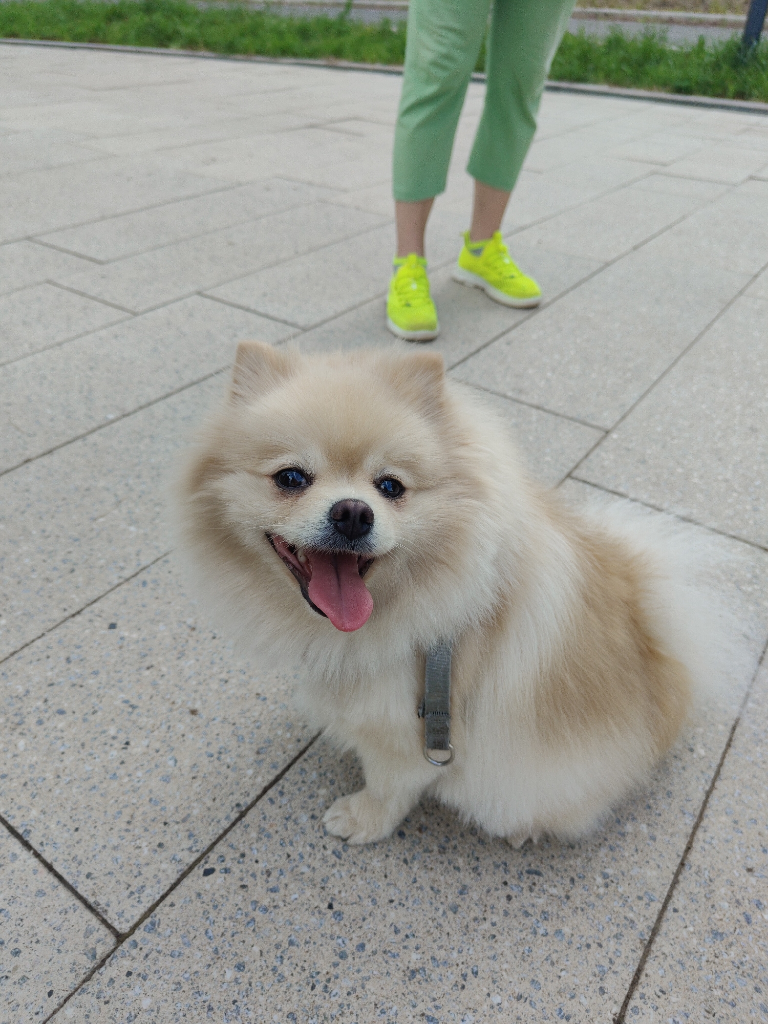 A cream-colored Pomeranian dog with its tongue hanging out sits on a light gray paved surface. Behind the dog, a person wearing light green cropped pants and neon yellow athletic shoes stands with their legs slightly apart. The background shows a blurry strip of green grass and a hint of a sidewalk. The scene appears to be an outdoor setting, possibly a park or a paved pathway in a city.