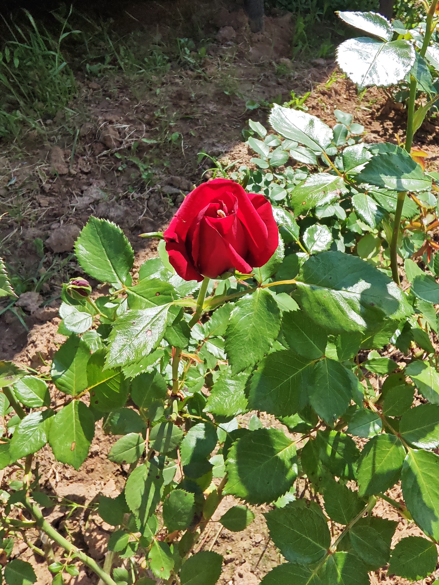A vibrant red rose bloom, partially open, stands as the central subject in this close-up outdoor shot. It is surrounded by numerous green rose leaves and stems, some of which exhibit a glossy sheen from direct sunlight. Another smaller, unopened red rose bud is visible to the left of the main bloom, hinting at more blossoms to come. The leaves show some minor imperfections, possibly from natural wear or insect activity.
The scene is set in what appears to be a garden or natural area, with exposed brown soil forming the ground cover. Patches of green grass and small plants are scattered across the soil, particularly in the background and foreground. Shadows cast by the foliage indicate bright, direct sunlight, suggesting it is daytime. The ground appears somewhat uneven and disturbed in places. No people or visible text are present. The location context is Rybolovo, Russia. The image captures a moment of natural beauty and growth in a sunny environment.