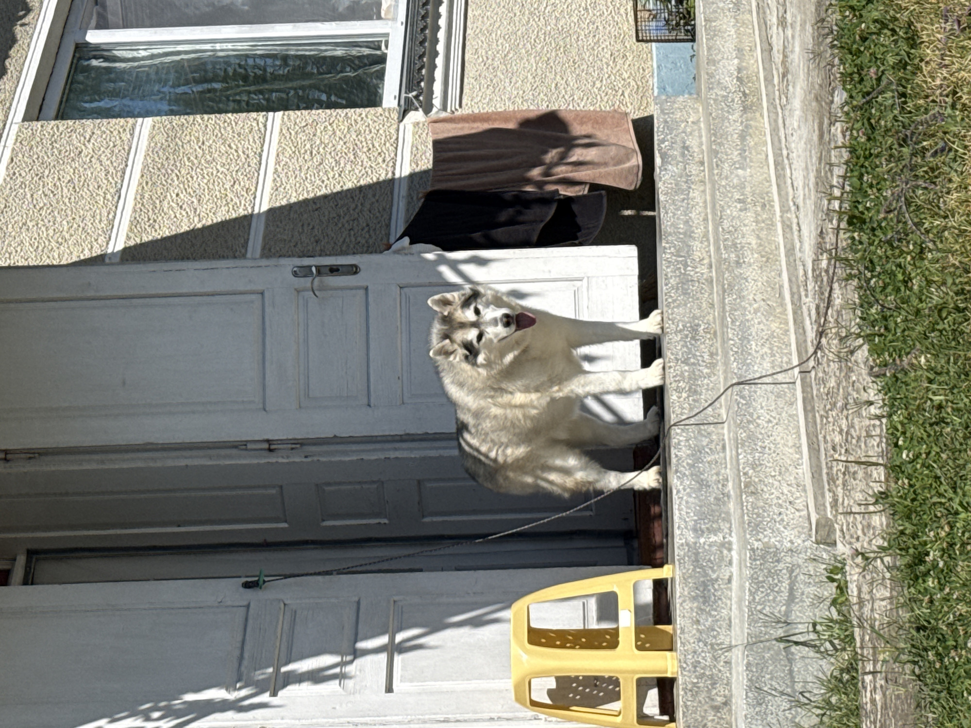 A husky dog stands on a concrete porch in front of a white door. The dog is facing forward with its tongue out. To the left of the dog is a yellow plastic stool. To the right of the dog, hanging from the doorway, are two towels, one black and one brown. The house has a textured, light-colored exterior. A window is visible to the right of the doorway. The porch steps are also made of concrete. Green grass and some small plants are in the foreground.