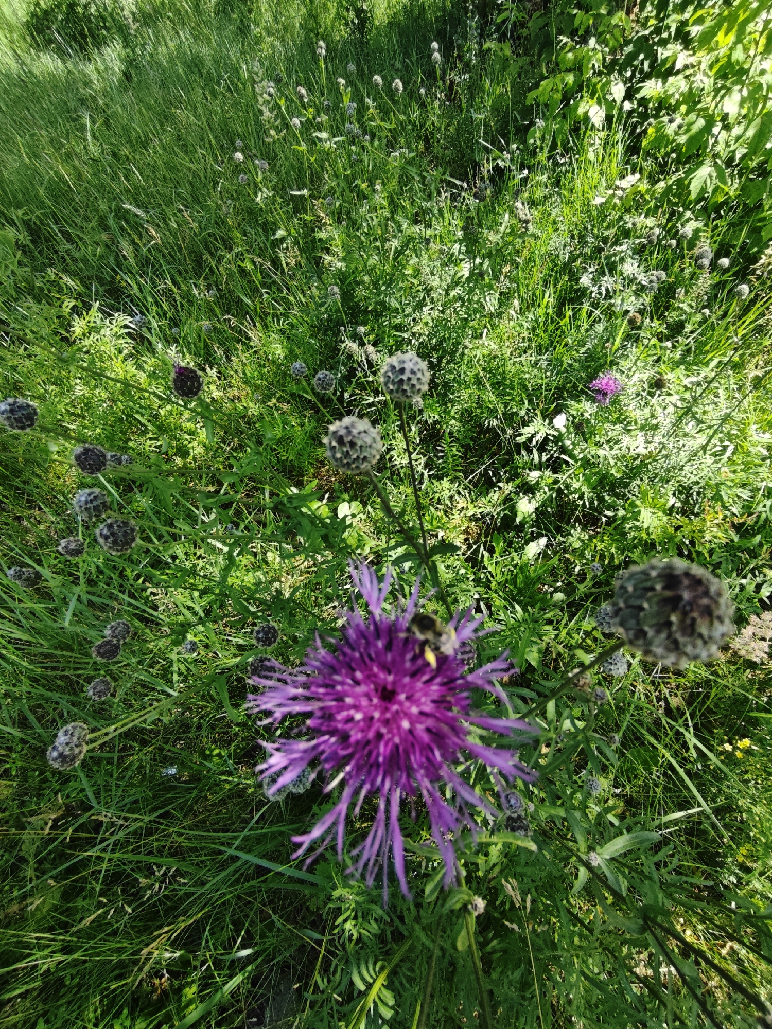 The image depicts a meadow with lush green grass and various wildflowers. In the foreground, a large purple flower with spiky petals is in focus, with a bee actively pollinating it. Several other unopened flower buds and seed heads are scattered throughout the grass. The scene is illuminated by bright sunlight, casting shadows and highlighting the textures of the grass and flowers. The overall impression is one of a vibrant, natural outdoor setting. The provided information does not specify a location in the city of Perm, Russia.