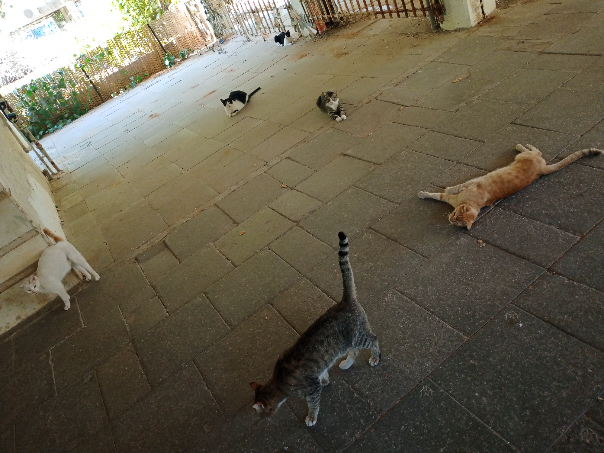 In the city of Lod, Israel, a group of cats are observed in an outdoor patio area paved with large, square, grey tiles. The patio is bordered by a wooden fence and vegetation, with a white wall visible on the left.
Several cats are scattered across the patio:
- A black and white cat is lying down on the tiles in the middle ground, facing left.
- A tabby cat is curled up and resting on the tiles to the right of the black and white cat.
- A ginger cat is stretched out on its back in the foreground, with its paws extended.
- A grey tabby cat is standing and walking forward on the tiles in the immediate foreground, with its tail raised.
- A white cat with a ginger tail is standing and looking towards the camera on the left side of the patio.
The overall scene depicts a relaxed outdoor environment with multiple cats present.