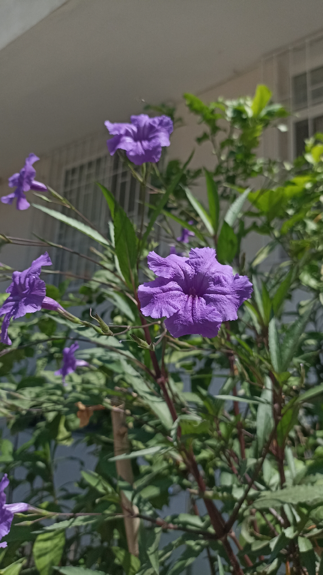 This vertical shot features several vibrant purple flowers, likely Mexican petunias (Ruellia simplex), blooming amidst lush green foliage. The most prominent flower is centrally positioned, showcasing its ruffled, deep purple petals and a darker throat. To its left, another similar, smaller purple flower is visible, slightly out of focus. Additional blurred purple blooms and buds are scattered throughout the dense plant growth.
The flowers are supported by numerous slender stems, which range in color from green to reddish-brown, and are covered with elongated, pointed green leaves. The lighting suggests a bright, sunny day, casting clear illumination on the plant and creating some shadows within the foliage.
In the background, a light-colored building, possibly an apartment or house, is visible. It features distinct white window frames and grilles, suggesting architectural detail. The wall appears off-white or light gray. The background elements are softly blurred, directing the viewer's attention to the sharp detail of the flowers and leaves in the foreground. No visible text is present in the image. The scene captures a moment of natural beauty in an outdoor setting, likely a garden or balcony, under clear skies.