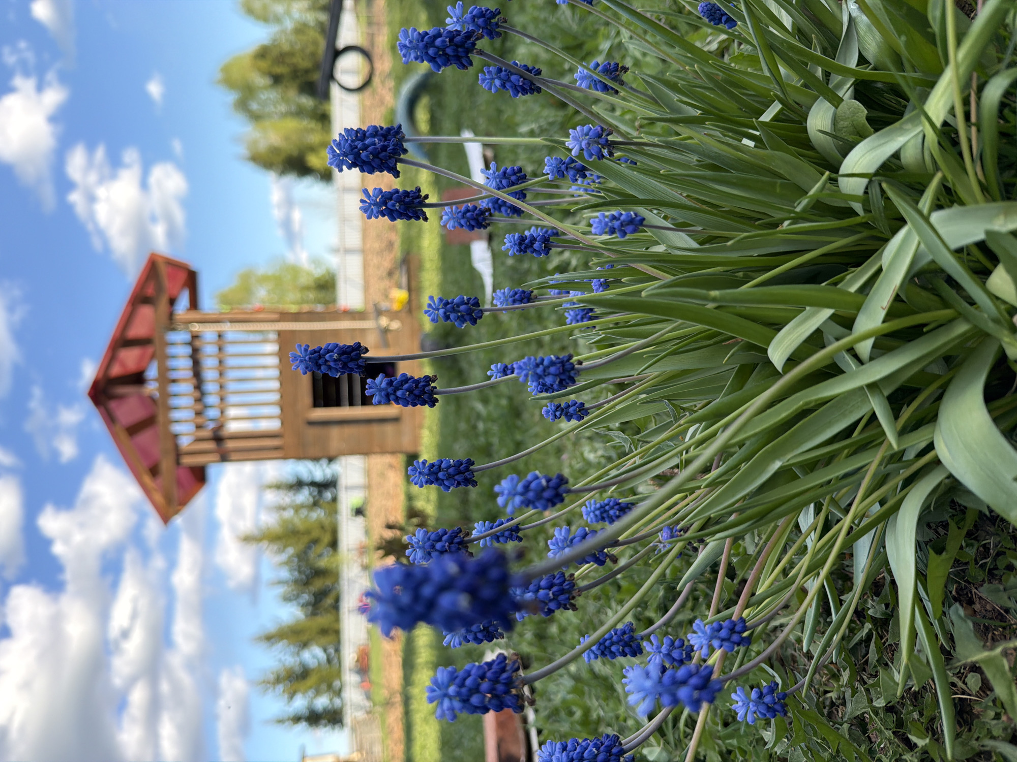 The image depicts a cluster of blue Muscari flowers in the foreground. Behind the flowers, there is a wooden playhouse structure with a red roof. The background includes a green lawn, trees, and a blue sky with clouds. The location is Кадряково, Russia.