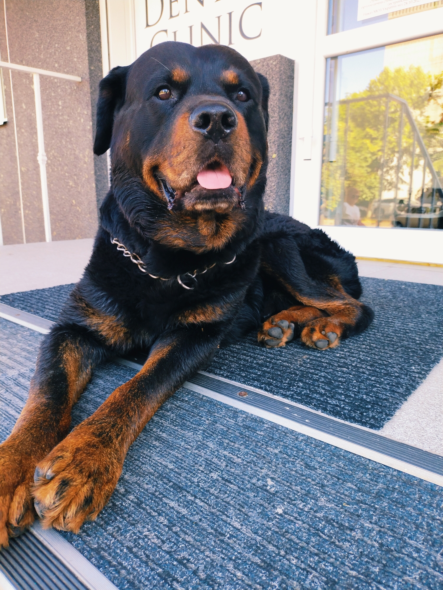 A rottweiler dog is lying on a blue and grey doormat in front of a building with the words "DENT AL CLINI C" visible on the facade. The dog is facing the camera with its tongue slightly out and its eyes are open. The dog is wearing a silver chain collar. Behind the dog, a glass door reflects trees and a person. The scene appears to be outdoors, possibly on a sunny day. The location is the city of Horishni Plavni, Ukraine.