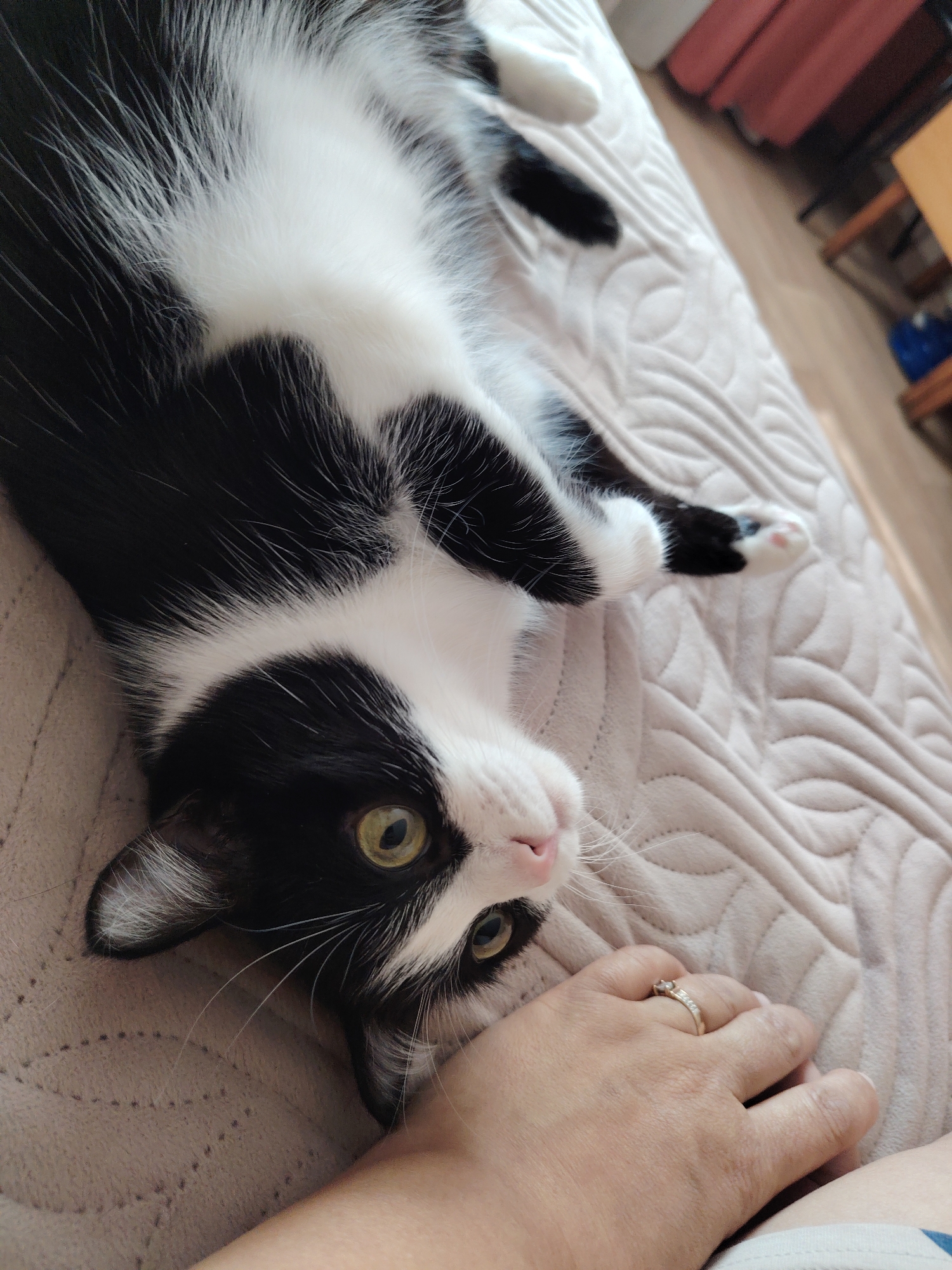 A high-angle, close-up photograph captures a black and white cat lying on its back on a quilted, light-colored blanket. The cat's head is inverted relative to its body, turned towards the camera, with large, round, yellowish-green eyes wide open. Its muzzle is white with a prominent pink nose and long white whiskers. The cat exhibits a tuxedo pattern with black fur on its head, ears, back, and legs, contrasted by a white chest, belly, and paws. One front paw, visible in the upper right, displays pink toe beans. A human hand, adorned with a gold ring featuring small stones on the fourth finger, rests near the cat's head in the lower right quadrant of the image, making direct contact with the blanket near the cat. The blanket features a repeating quilted pattern of interconnected oval or leaf-like shapes. The background is out of focus, revealing an indoor setting with elements such as a reddish-brown piece of furniture, a light wooden surface, and a blue object on a light-colored floor. The scene is located in the city of Unknown, Unknown.