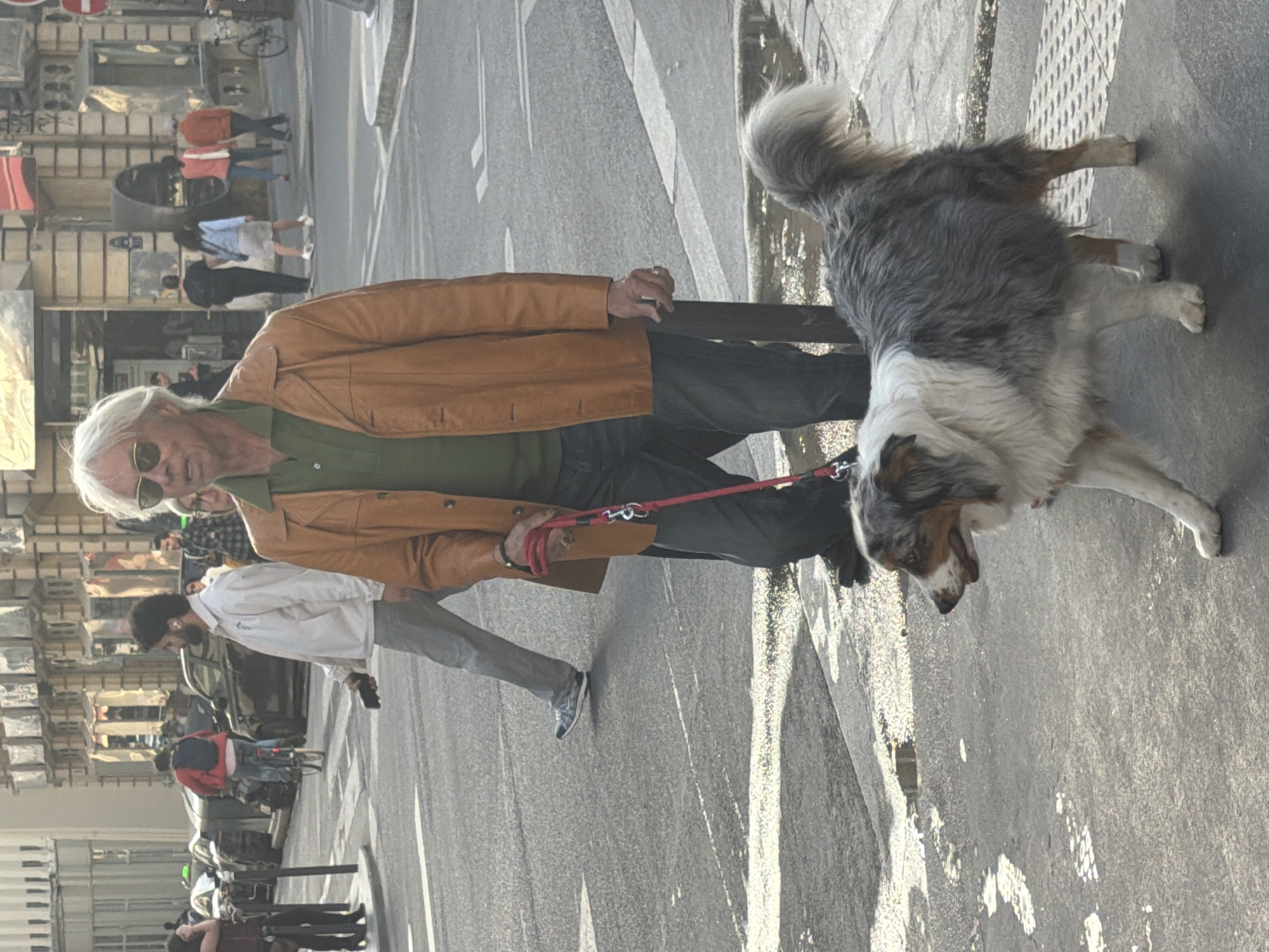 A candid, daylight street photograph depicts an older man walking his dog on a leash in an urban setting, likely Paris given the context. The image is rotated 90 degrees clockwise from its natural orientation.
In the foreground and midground, an elderly man with white hair and sunglasses wears a green shirt, a tan leather jacket, and dark pants. He holds a red dog leash in his right hand, a ring visible on his finger. Walking slightly ahead of him is a medium-sized dog, possibly an Australian Shepherd, with a grey, white, and brown merle coat and a fluffy tail. The dog appears to be looking downwards or sniffing the ground, with its mouth slightly ajar.
The background reveals a bustling street scene. On the left side of the frame (when correctly oriented), building facades with windows and subtle architectural details suggest European city architecture. On the right, a road with white lane markings is visible, alongside a sidewalk featuring tactile paving. Several other pedestrians are scattered in the background; one man with a beard wears a white jacket, and further back, a person in red is seen with a bicycle. The ground, both pavement and road, shows patches of wetness or reflections, indicating recent rain or standing water under sunny conditions. The bright natural light suggests it is daytime. No discernible text is visible on signs or buildings.