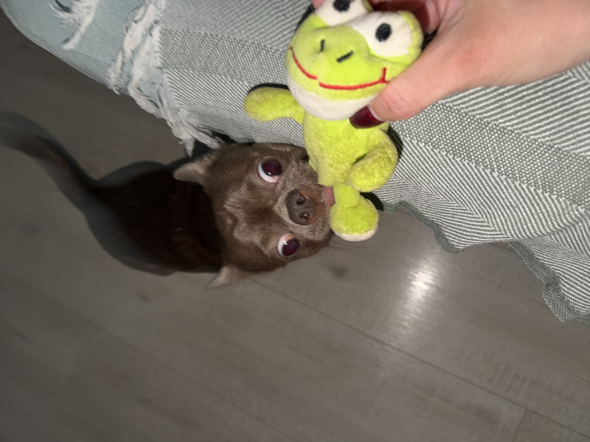 A tan Chihuahua is biting a green frog toy, held by a hand with burgundy nail polish. The dog is in front of a herringbone pattern textile. The image is taken on a wood floor. The image location cannot be determined as Votkinsk, Russia.
