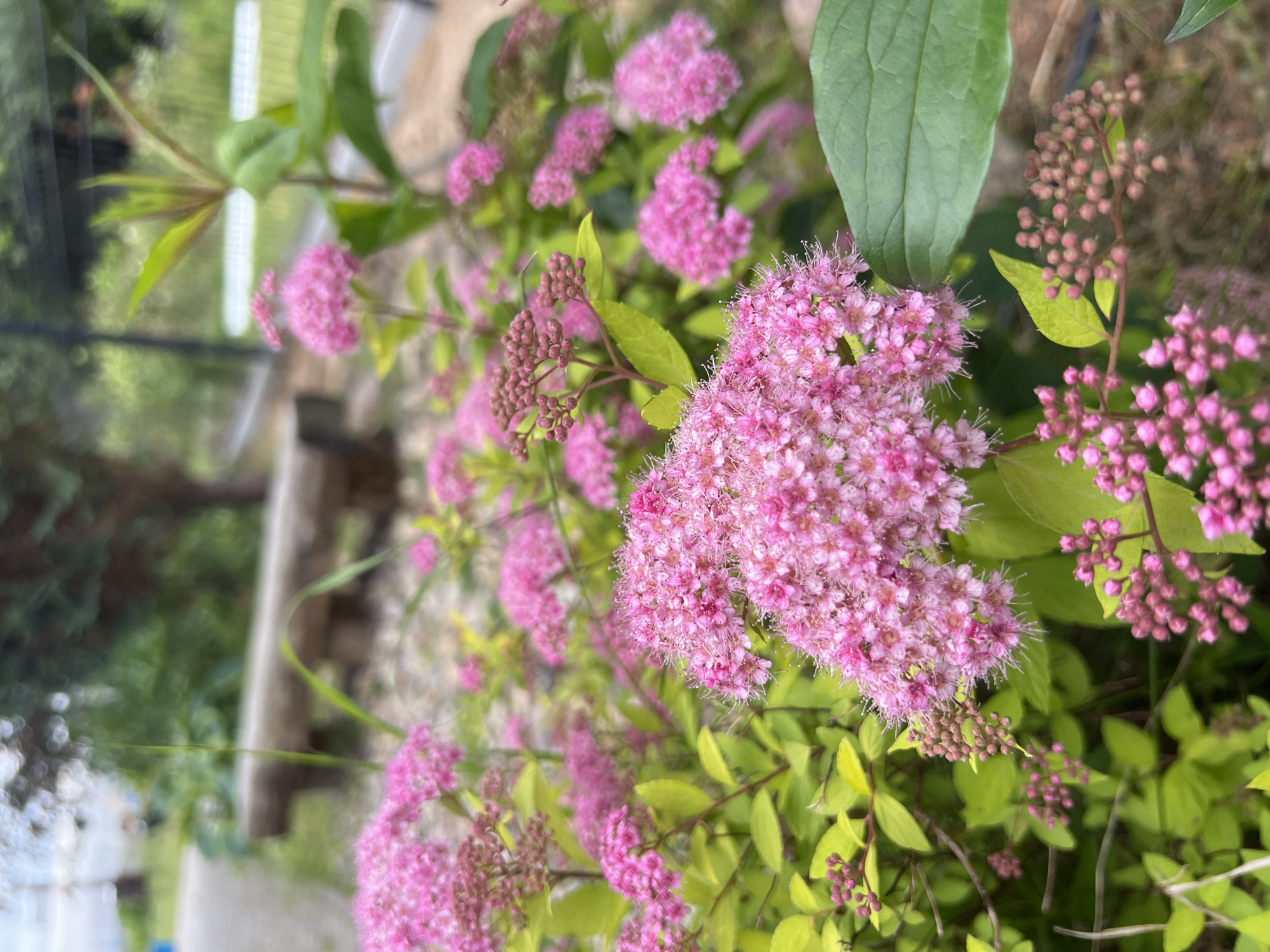 The image captures a close-up view of a blooming bush with clusters of small pink flowers and green leaves. The flowers are in various stages of bloom, with some fully open and others still in bud form. The bush is situated outdoors, with a blurred background suggesting a park or garden setting. In the background, a wooden bench and a paved pathway are partially visible, indicating an outdoor recreational area. The overall impression is a natural, tranquil environment. The specific location is within the territory of Мухавецкі сельскі Савет, Belarus.