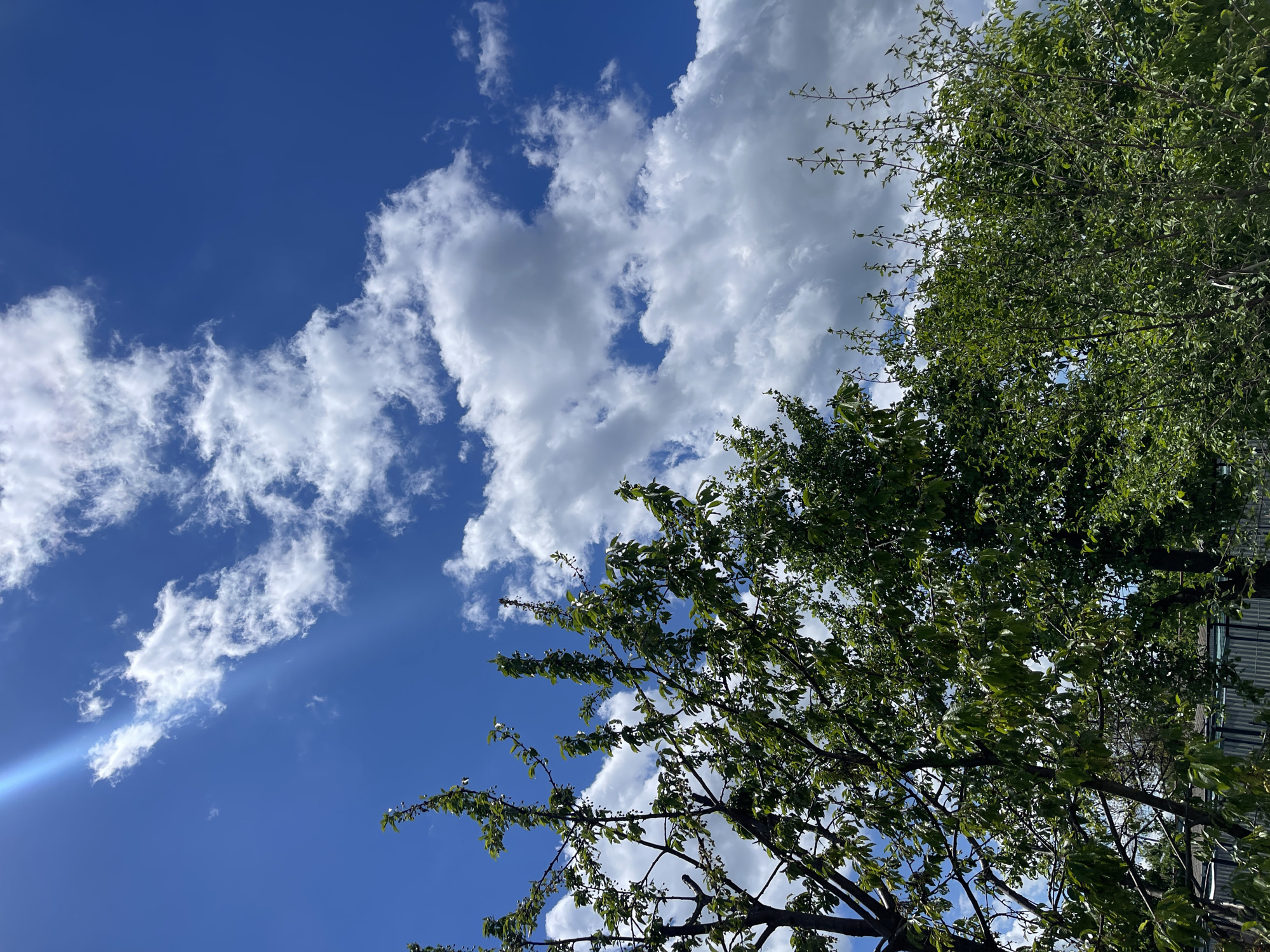 The image presents a low-angle view of a partly cloudy sky and tree foliage. A bright blue sky is visible, interspersed with fluffy white clouds. A lens flare is present in the lower left corner of the image. In the upper right quadrant, branches and green leaves from several trees dominate the view. A portion of a building with a gray roof is also visible to the right of the tree line. The location of the image is Donskoye, Russia.