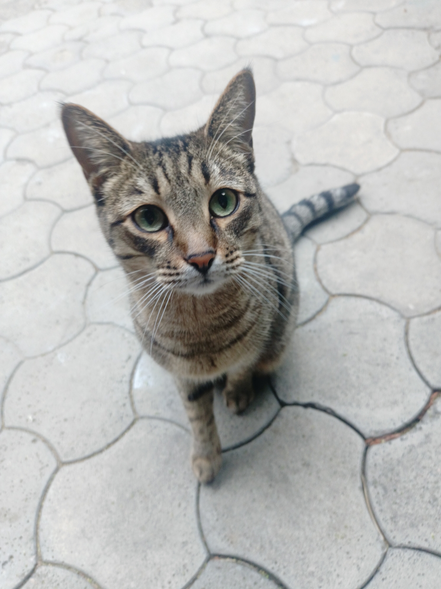 A domestic tabby cat is depicted sitting on an outdoor paved surface in Almaty, Kazakhstan. The cat has short fur with a striped and spotted pattern in shades of grey, brown, and black, featuring prominent green eyes and white whiskers. It is positioned with its head tilted slightly upwards, looking directly towards the camera, suggesting an interaction with the photographer. The background consists of light grey, interlocking concrete pavers with irregular, curvilinear shapes forming the pattern on the ground. The lighting appears consistent with natural daylight. No other subjects or objects are visible in the immediate vicinity.