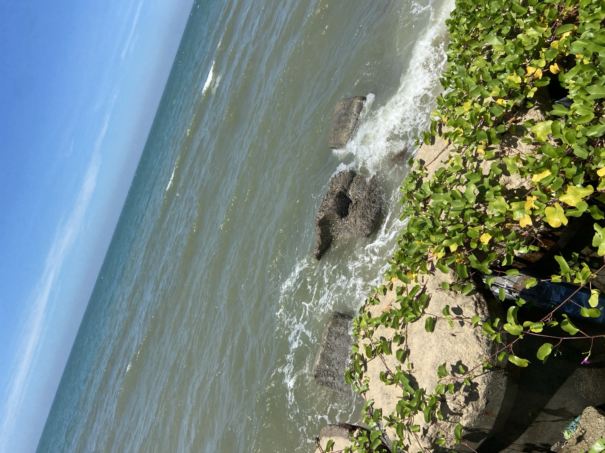 The image captures a view of the sea from a slightly elevated perspective, with a clear blue sky above. The water is a muted green-blue, with gentle waves lapping against several large, dark rocks partially submerged near the shore. In the foreground, a low wall or embankment is covered with dense green foliage, with some leaves showing yellow hues. The vegetation appears to be a ground cover, with vines trailing over the edge of the embankment. The scene suggests a coastal location, possibly a park or public area overlooking the sea. The orientation of the image, with the horizon tilted, adds a dynamic quality to the composition. The image is taken on a bright, sunny day, as indicated by the shadows cast by the vegetation and the overall lighting of the scene. There are no people or animals visible in the image.
