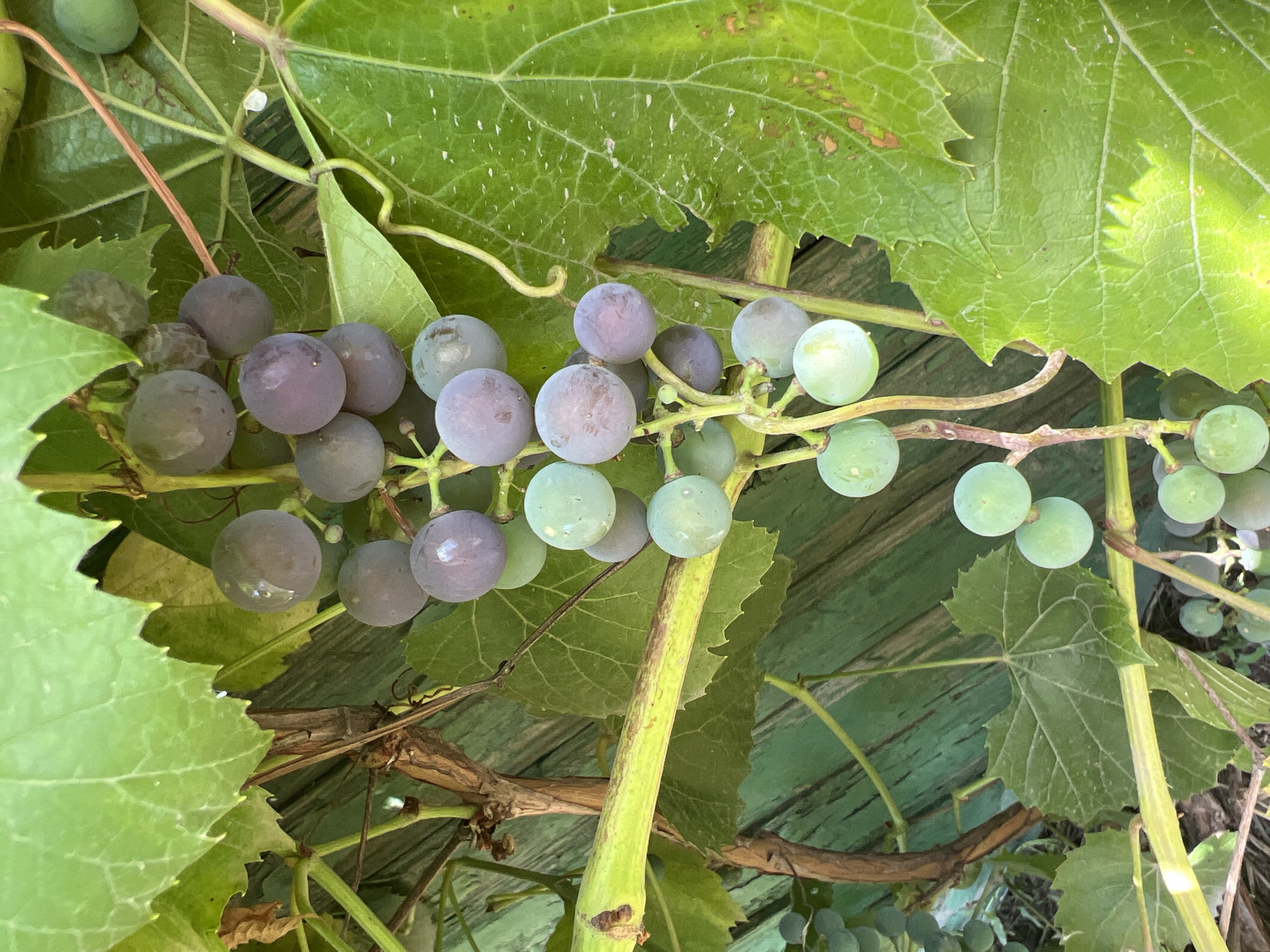 A cluster of ripening grapes hangs from a vine in front of a weathered, teal-colored wooden fence in Ak-Suu, Kyrgyzstan. The grapes vary in color from light green to a deep purplish-blue, indicating they are in different stages of ripeness. Some grapes are plump and round, while others appear slightly elongated. The leaves of the grape vine are a vibrant green, some with serrated edges and prominent veins. The fence behind the grapes shows signs of age, with peeling paint and visible wood grain. The overall impression is one of natural growth and the passing of time, set against a rustic, rural backdrop.