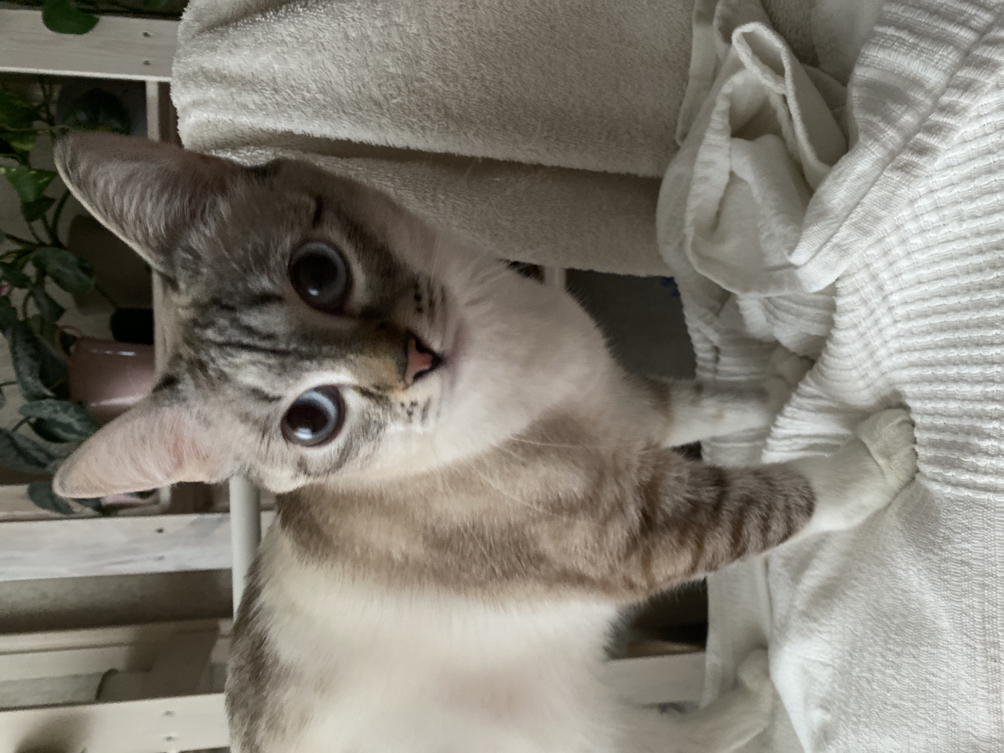This portrait-style image, taken in an indoor setting likely within a home in Yekaterinburg, Russia, features a domestic cat. The cat has striking bright blue eyes with notably wide, dilated pupils, and distinct tabby markings on its face, ears, and legs, contrasting with its lighter cream and white body fur. This coloration suggests a Lynx Point Siamese or a similar breed.
The cat's head is tilted, and it is looking directly at the camera with an intense, curious, or possibly startled expression. One of its front paws, showing similar tabby stripes and white fur, is resting on a crumpled, textured white fabric, which appears to be a towel or a soft blanket. This fabric is draped around the cat and extends to the right side of the frame, showing different weaves and textures.
In the background, to the left of the cat, there are green leaves from potted plants and parts of a light-colored wooden structure, possibly shelving or furniture. The lighting is soft and diffused, characteristic of an indoor daytime environment without direct sunlight. There is no visible text in the image. The scene captures a moment of attentive feline gaze in a domestic setting.