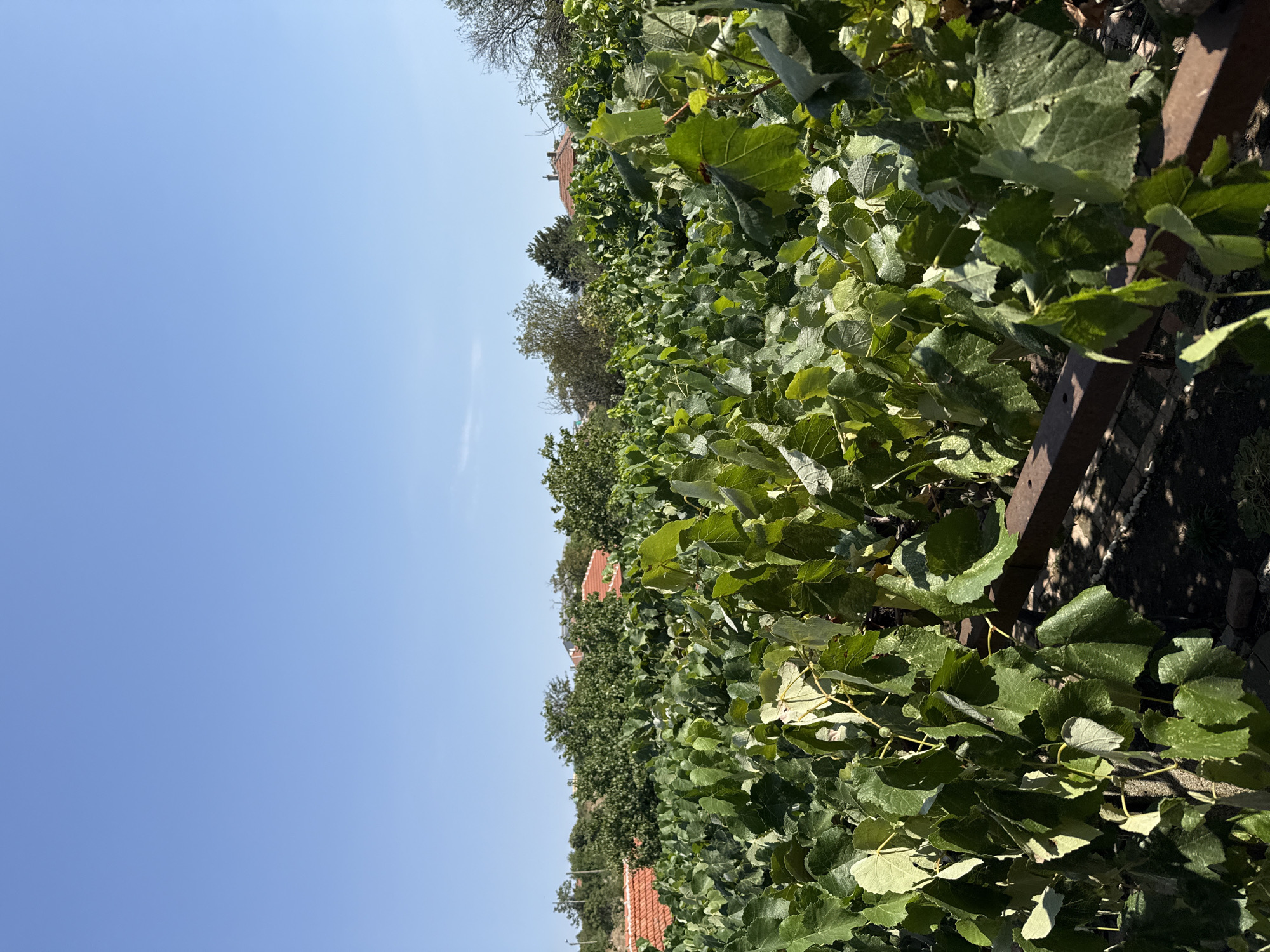 The image depicts a vineyard with lush green grapevines under a clear blue sky. In the background, red-tiled roofs of houses and scattered trees are visible, suggesting a semi-rural or suburban setting within the city of Ekzarh Antimovo, Bulgaria. A weathered wooden fence runs horizontally across the mid-ground of the image, partially obscured by the dense foliage of the grapevines. The overall scene conveys a sense of a warm, sunny day, likely during the late summer or early autumn harvest season. There are no people or animals visible in the frame.