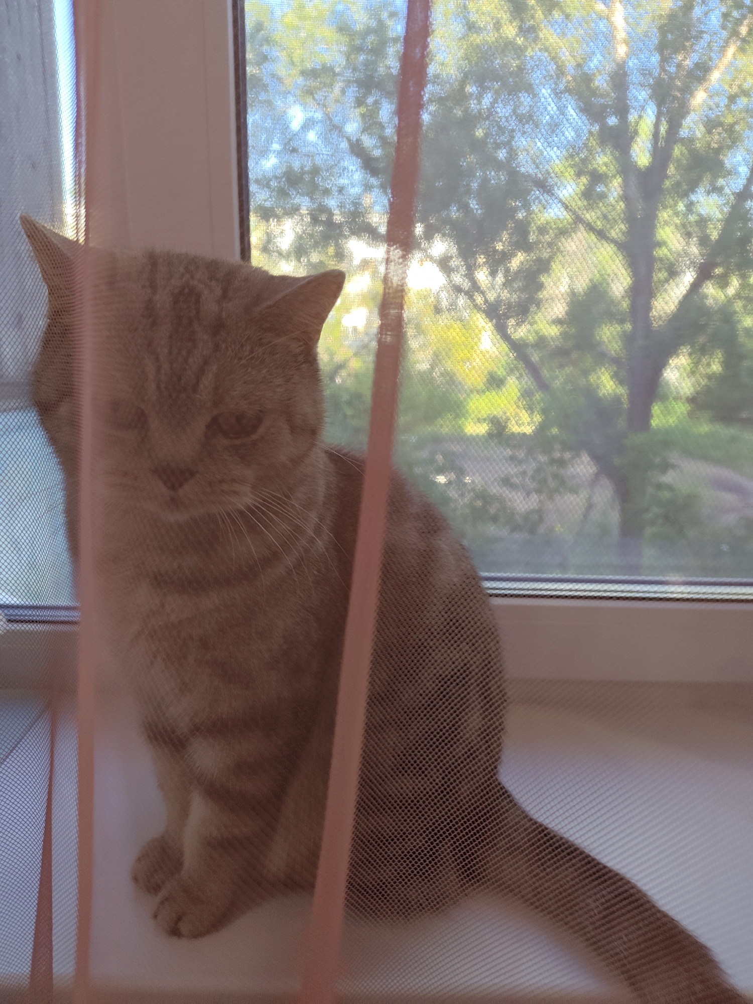A ginger-colored cat with tabby markings is sitting on a windowsill. The cat is partially obscured by a pink mosquito net. Through the window, a large tree with green foliage and a bright blue sky can be seen, suggesting it is daytime. The environment appears to be domestic, possibly an apartment in Orenburg, Russia, given the presence of a windowsill and window with a mosquito net. The lighting suggests it's a sunny day. No people are visible in the image.