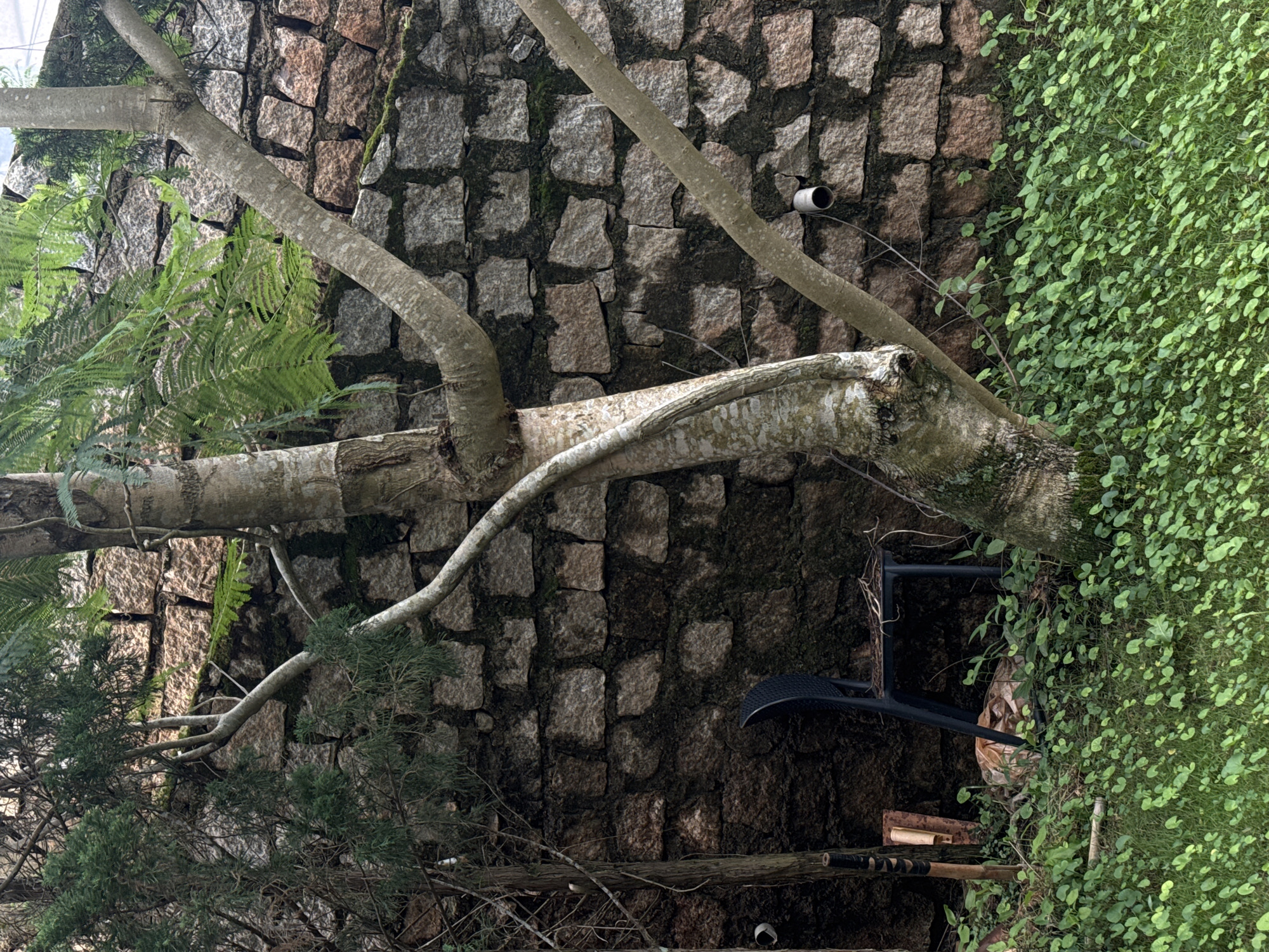 A medium shot captures a rustic scene in Đa Lộc, Vietnam, dominated by a rough-hewn stone wall and lush greenery. A mature tree with a thick, gnarled trunk stands prominently in the foreground, its branches reaching towards the wall. To the left of the tree, a smaller, coniferous tree adds texture and depth. Beneath the trees, a black plastic chair with a woven seat is positioned near the base of the stone wall. Beside the chair, a bundle of what appears to be straw or dry vegetation rests on the ground. A few weathered wooden tools or implements lean against the wall to the left of the chair. The ground is covered in dense, vibrant green ground cover, creating a naturalistic setting. The stone wall, constructed from irregularly shaped stones, shows signs of age and is partially covered in moss. Two white pipes with circular openings are visible on the wall, suggesting some form of utility installation. The lighting indicates it is daytime, with soft shadows and natural illumination.