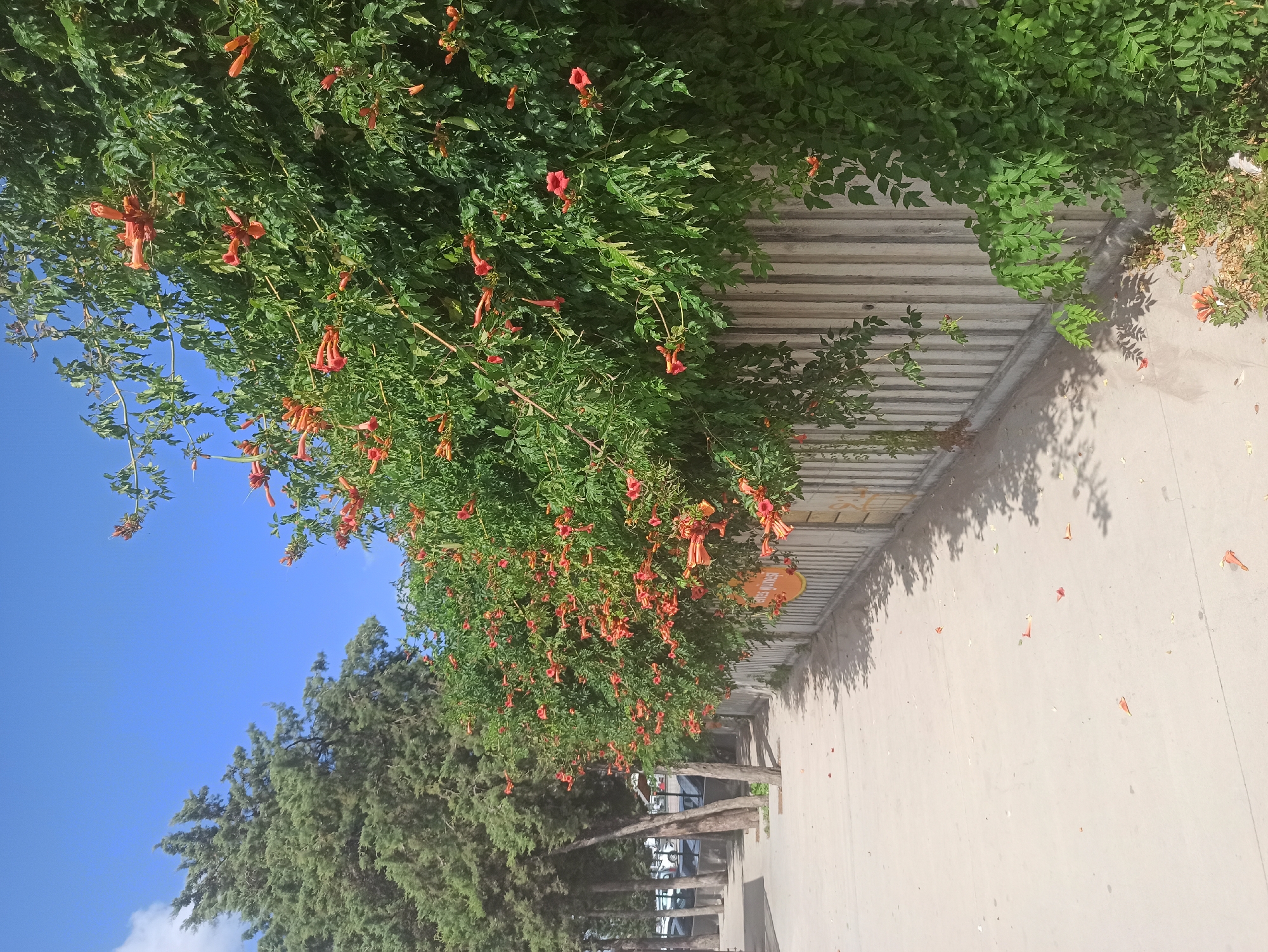 The image depicts a sunny day with a clear blue sky above. In the foreground, a concrete sidewalk runs parallel to a low, grey, corrugated concrete wall. A vibrant green vine, laden with numerous trumpet-shaped orange flowers, covers a significant portion of the wall and spills over onto the sidewalk. To the left of the sidewalk, a row of tall, slender trees with dense green foliage stands, casting shadows on the sidewalk. In the background, parked cars are visible behind the trees, suggesting an urban or suburban setting. The overall scene conveys a sense of lushness and warmth, with the blooming flowers adding a splash of color against the natural and man-made elements. The location is the Ümraniye district of Istanbul, Turkey.