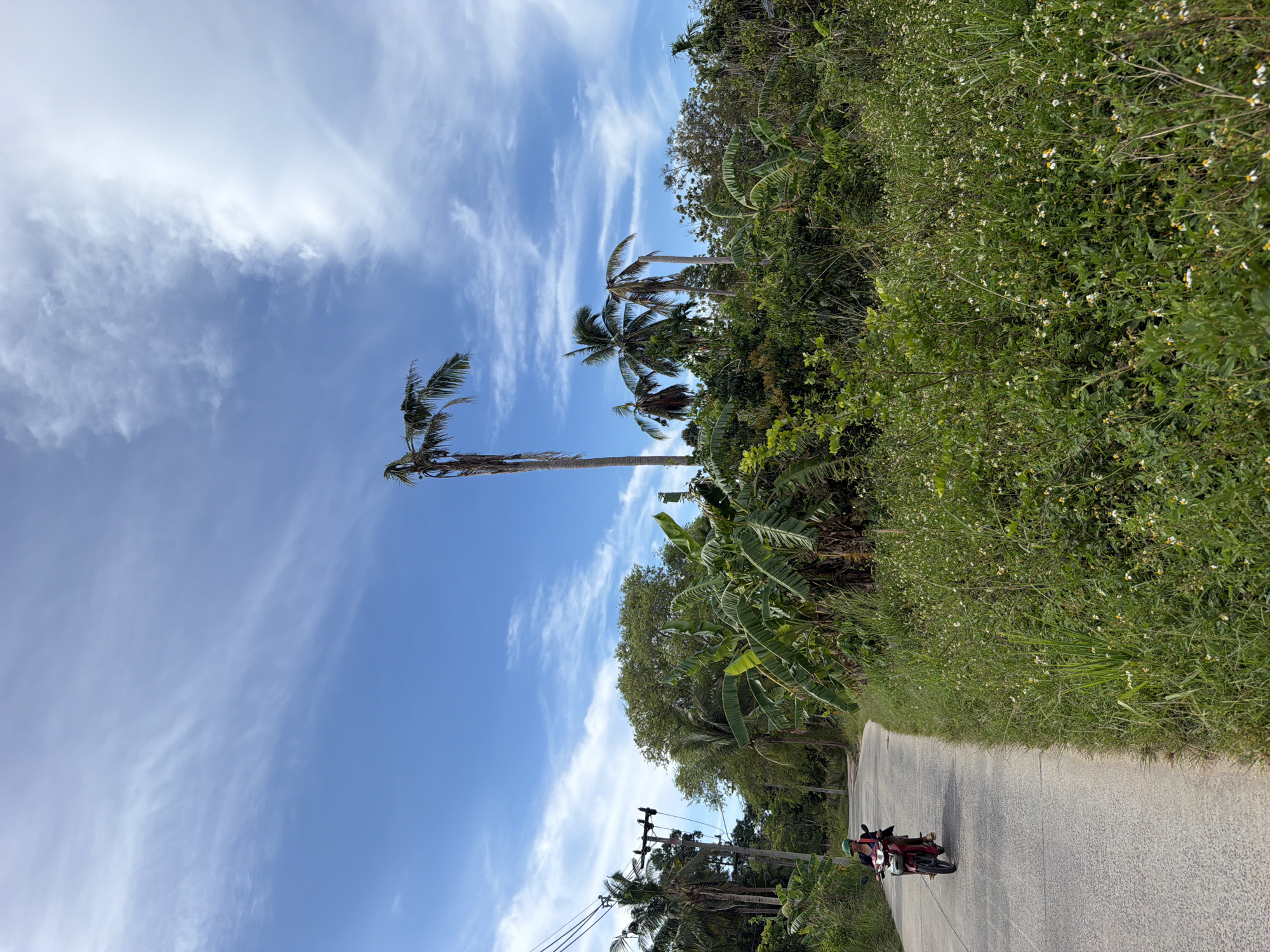 The image depicts a rural road in Baan Mae Nam, Thailand. A person is riding a red scooter on the paved road, which curves to the left. The rider is wearing a green helmet and a dark top. To the right of the road, there is a dense patch of green vegetation, including banana trees and tall grass with small white flowers. In the background, several palm trees of varying heights are visible, some appearing older and sparser. The sky is blue with wispy white clouds. Electrical poles and wires are present along the left side of the road. The overall environment suggests a tropical, somewhat wild setting.