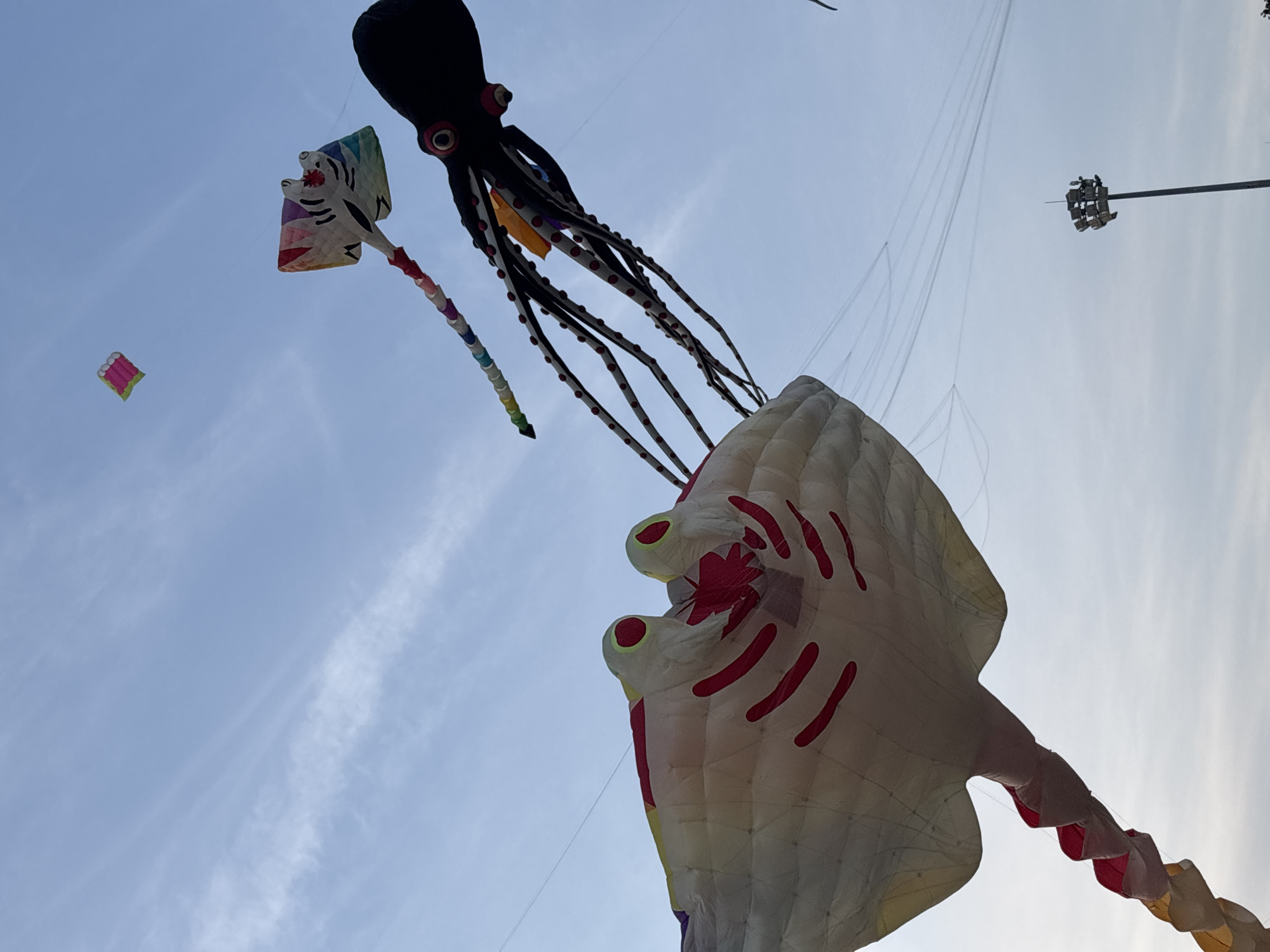 This media file captures an outdoor event featuring numerous kites flying against a bright, partially cloudy sky. The subjects are predominantly kites, shaped like an octopus, a stingray, and smaller, more traditional geometric designs. The octopus kite is large and black with red-dotted tentacles, while the stingray kite is white with red markings. A kite resembling a tiger's head is also visible, alongside a smaller, colorful rectangular kite. In the background, a tall pole with what appears to be a miniature ship or boat ornament is visible. The scene suggests a kite festival or a day dedicated to kite flying. The lighting indicates it is daytime, likely late afternoon given the soft sunlight filtering through the clouds. The sky is a clear blue with scattered white clouds. The location context of Quy Nhon Ward, Vietnam, places this event in a coastal area, though specific landmarks are not identifiable from the kite-focused imagery. There is no visible text in the media file.