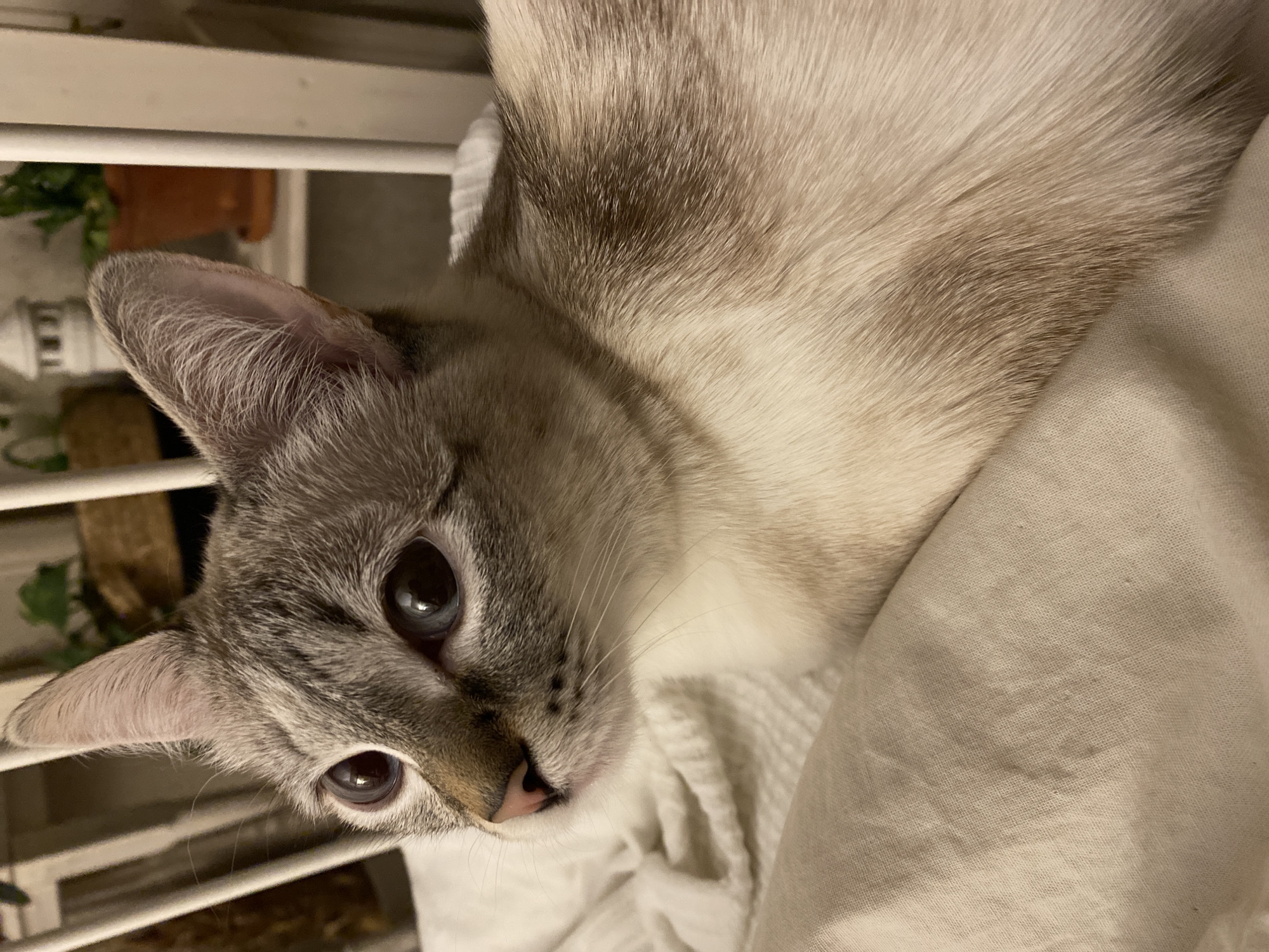A close-up photograph captures a cat with distinctive lynx point coloration. The cat has grey tabby markings on its face, including around its eyes, nose, and ears. Its fur is lighter on its body, transitioning into a cream color. The cat's eyes are a dark shade, reflecting light sources in the room. It is lying on a light-colored, rumpled textile, possibly a blanket or sheet. The cat is positioned near a white, slatted object, potentially a railing or furniture piece, and a small plant is visible in the background. It is not possible to determine the location as Yekaterinburg, Russia, from the image.